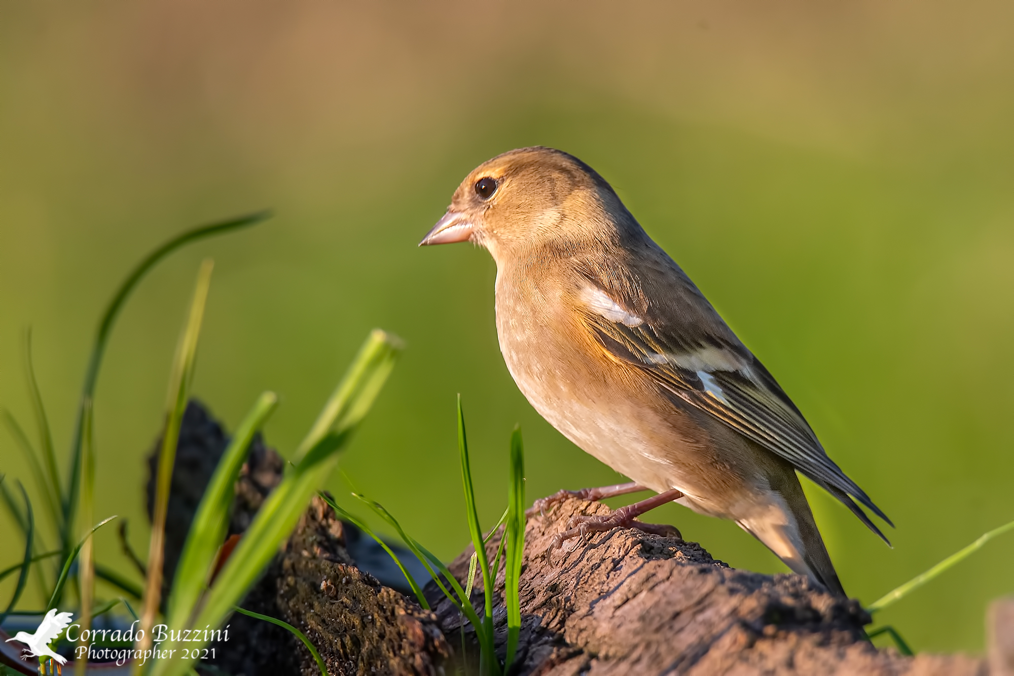 Chaffinch
