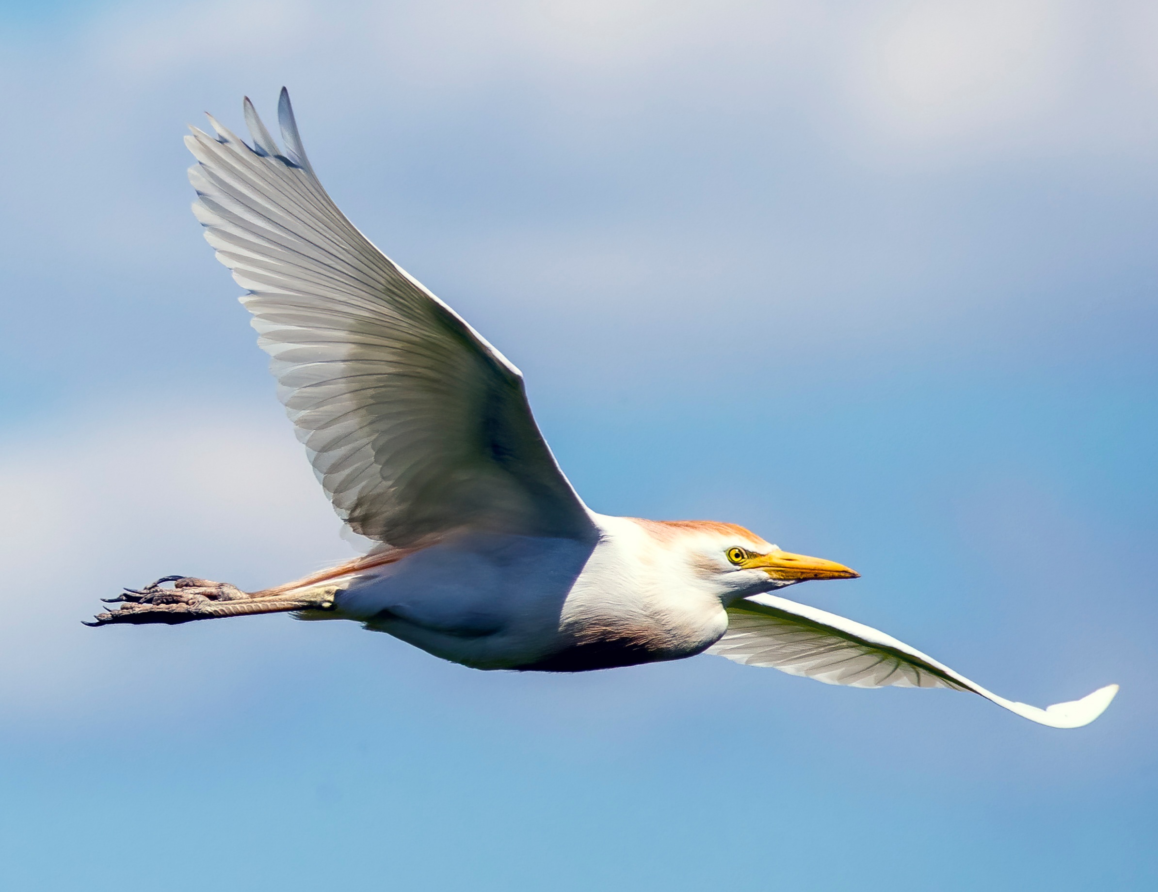 The flight of the heron guardiabuoi