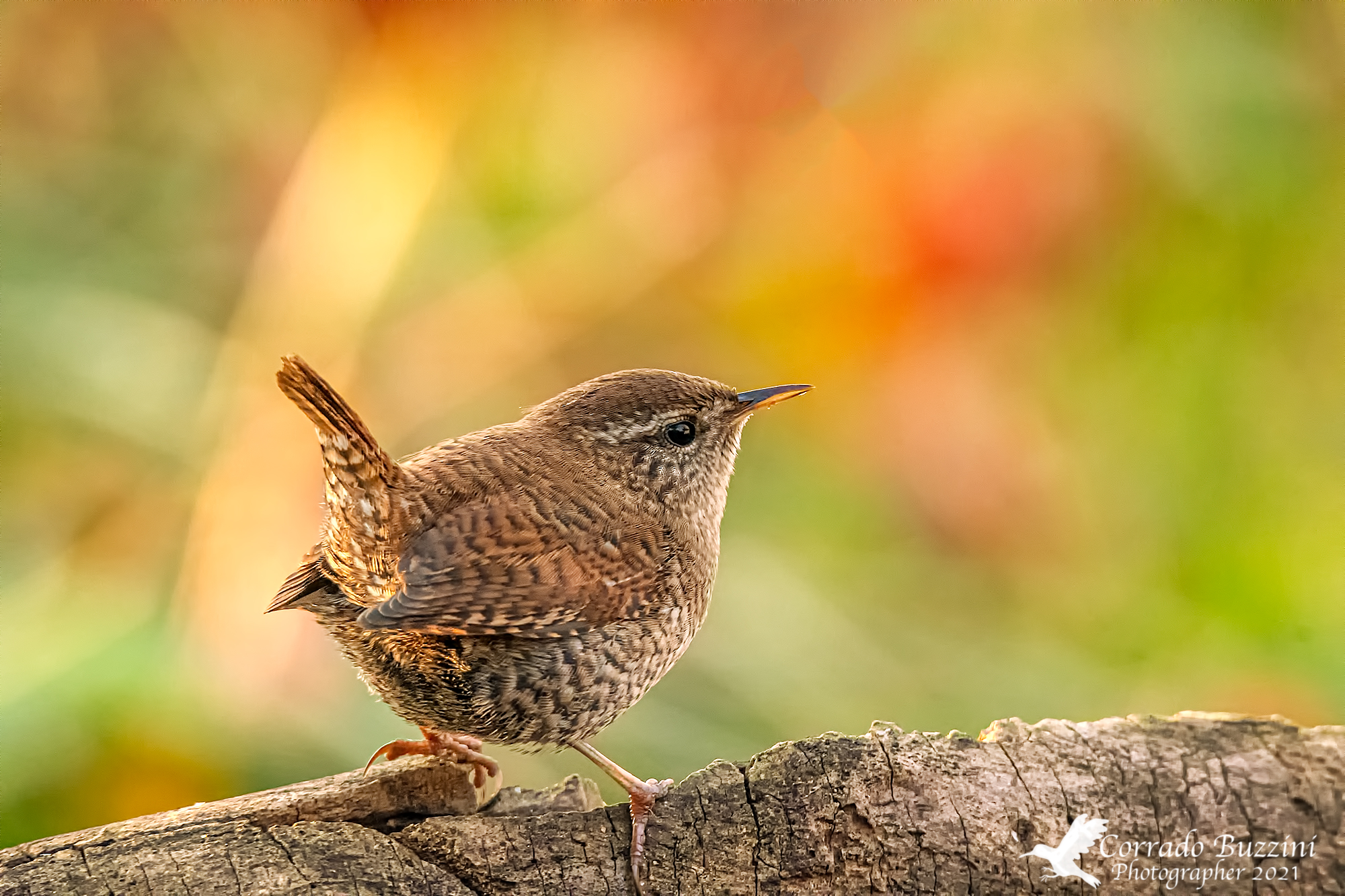 Wren