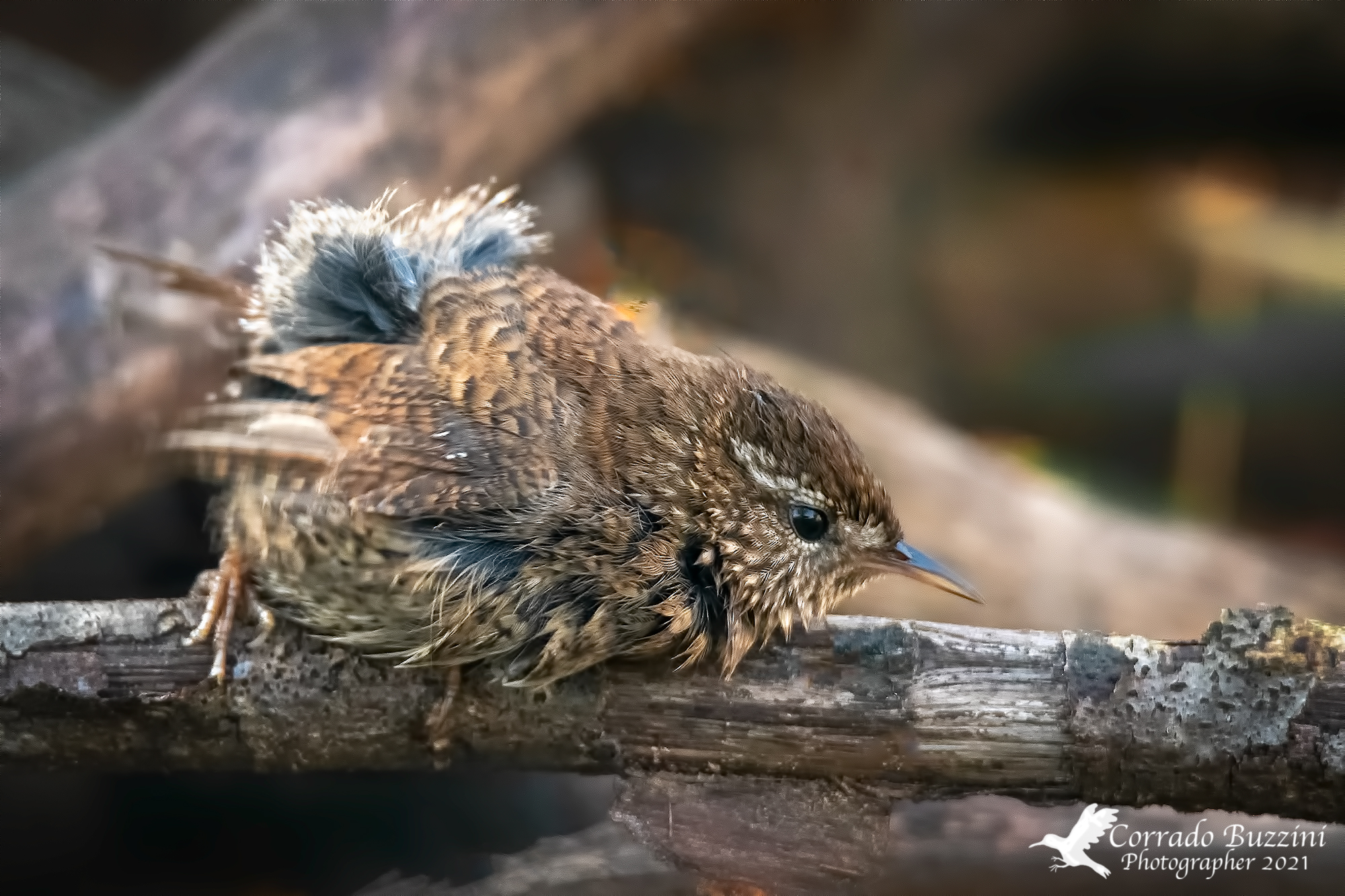 Wren after bathing