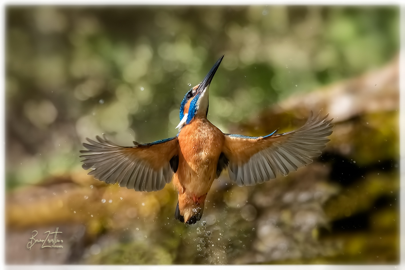 Kingfisher