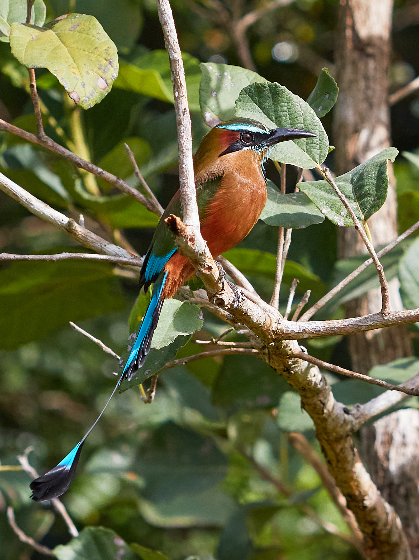 Momoto corona azzurra