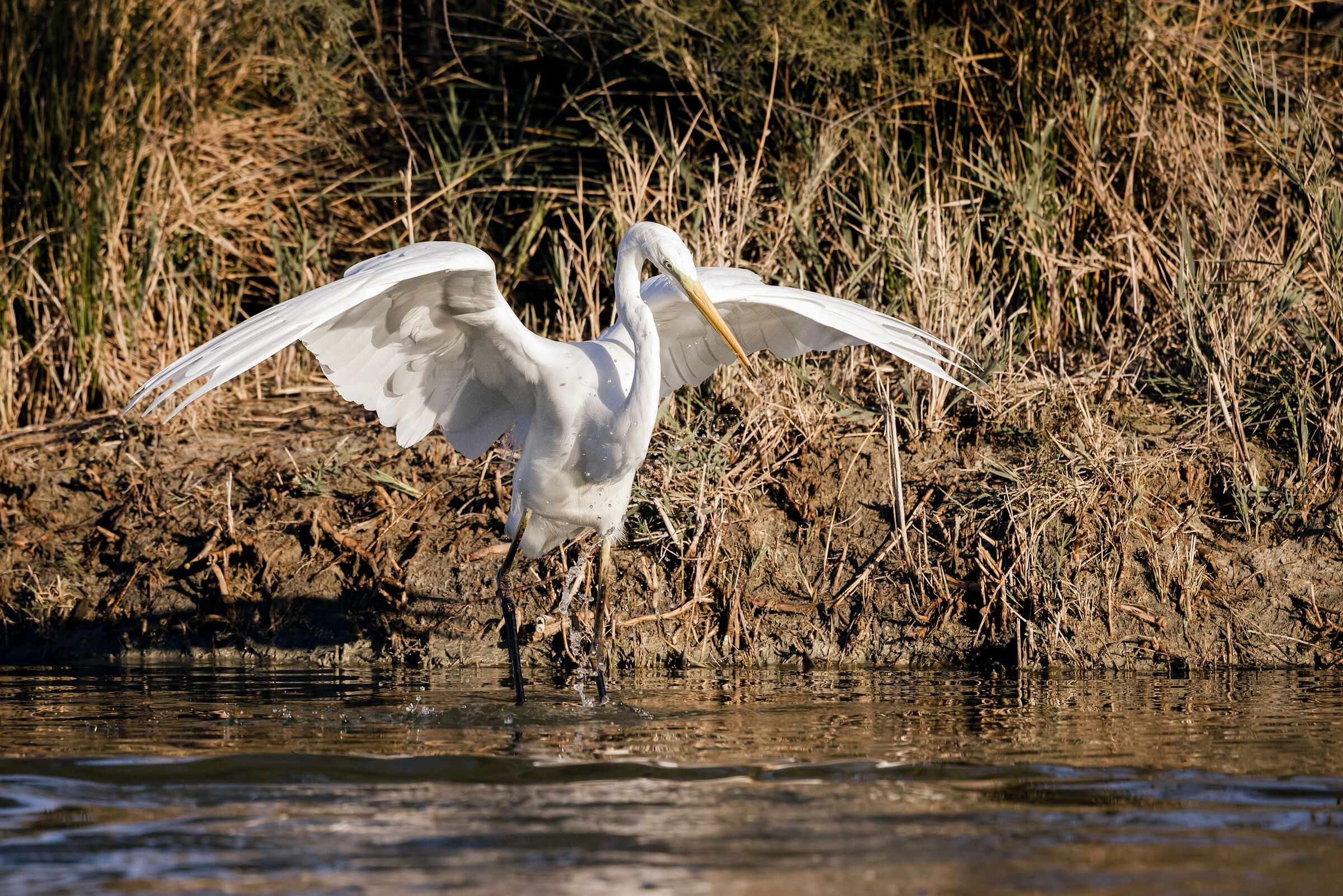 Great white heron n.3