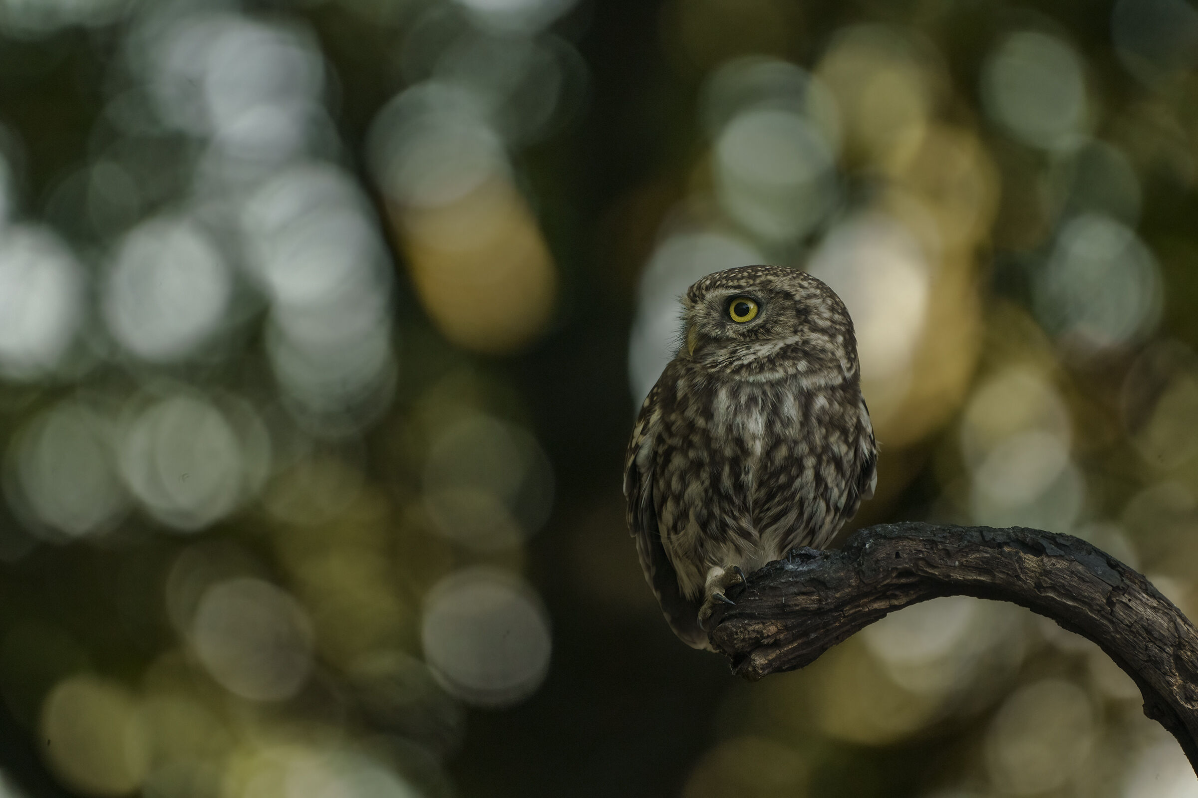 civetta  capanno Nerone massumatico   giugno 2020