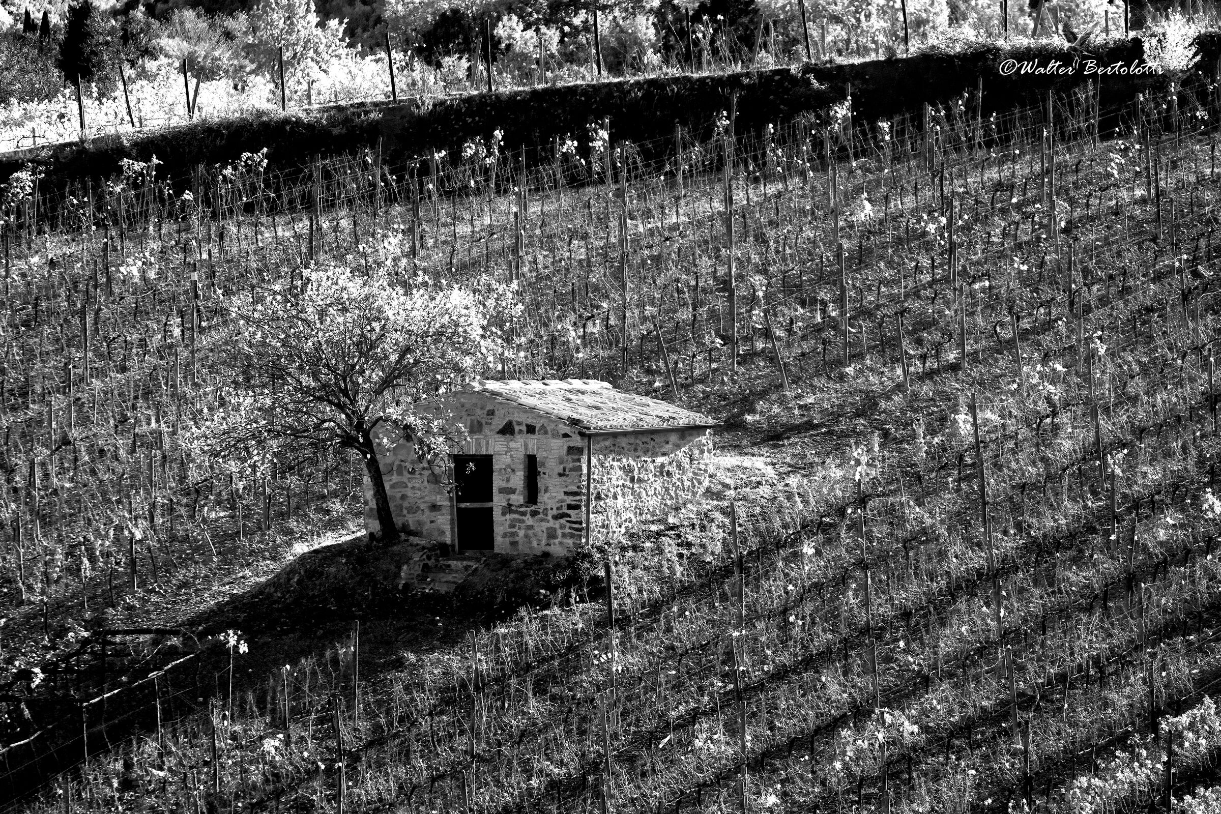 quella casa nella vigna...