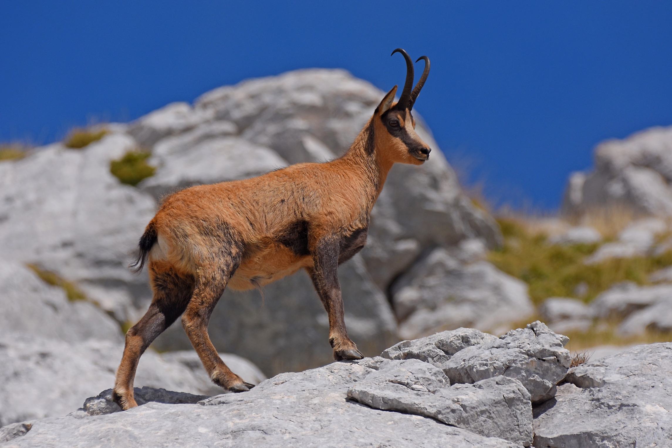 Camoscio d'Abruzzo (Rupicapra pyrenaica ornata) (M)