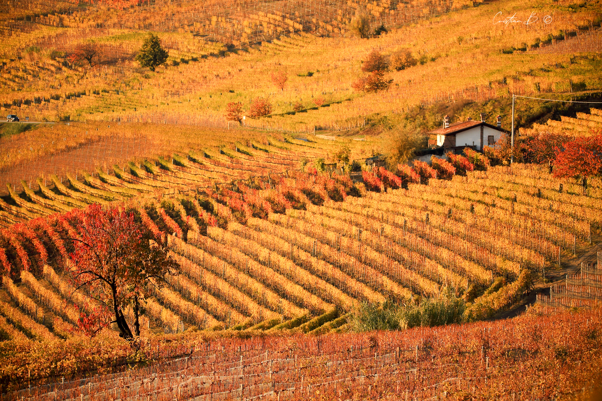 Langhe 14