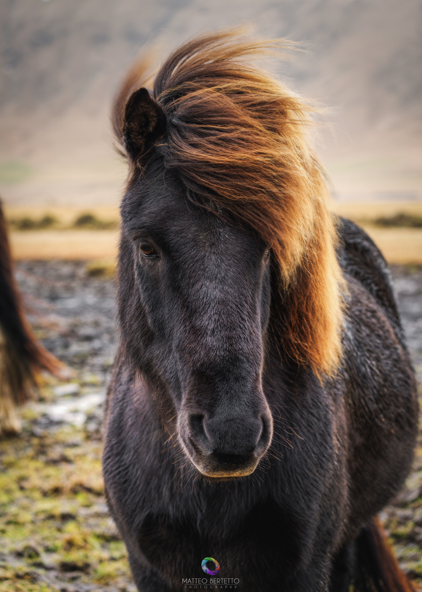 Icelandic Horse