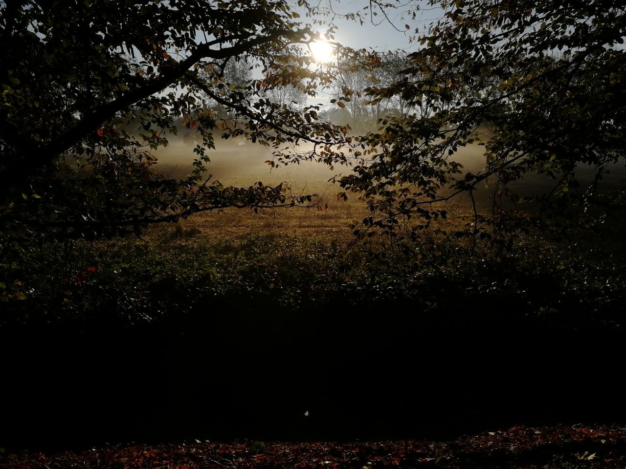 Fog Padana