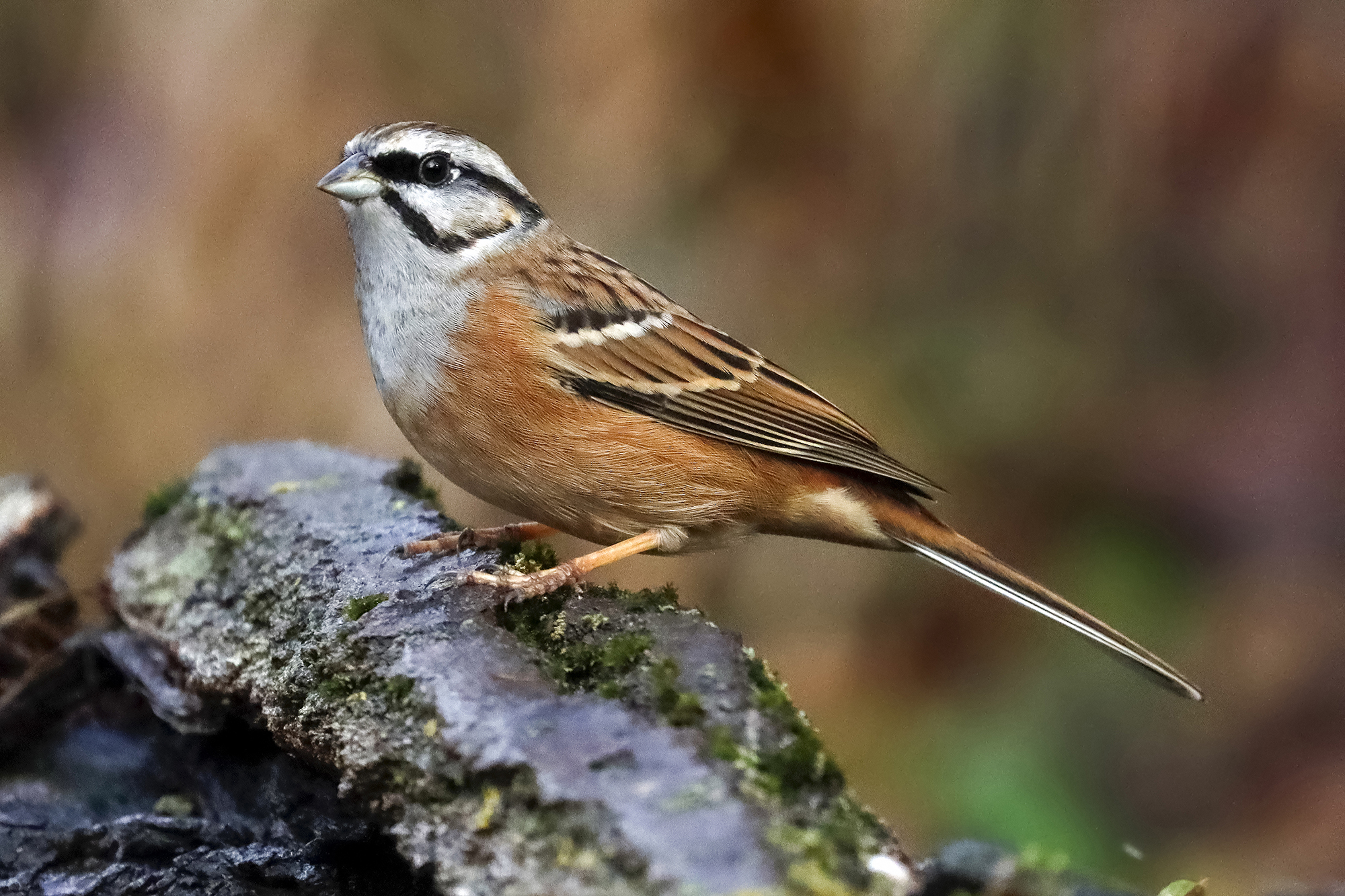 zigolo muciatto