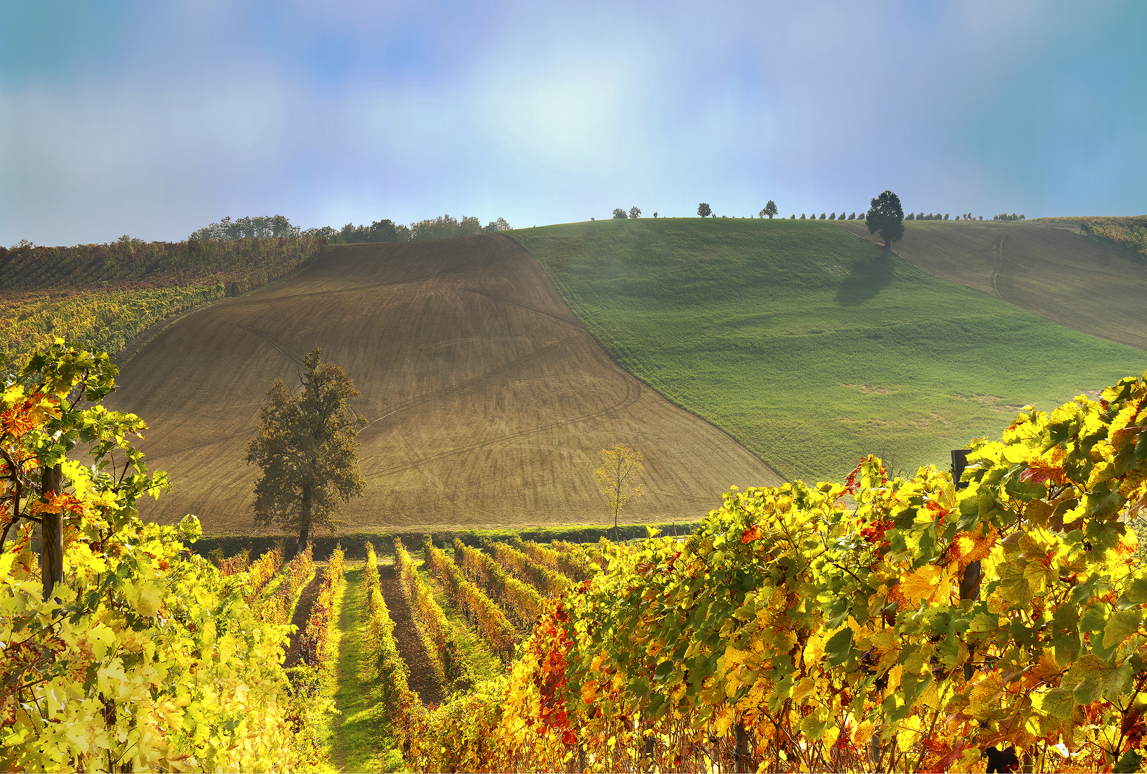 Vineyards in Bacedasco