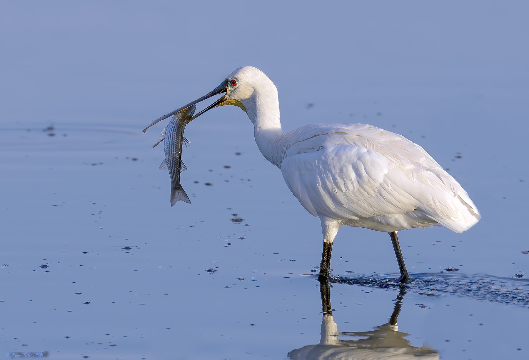 Spatula (Platalea leucorodia)