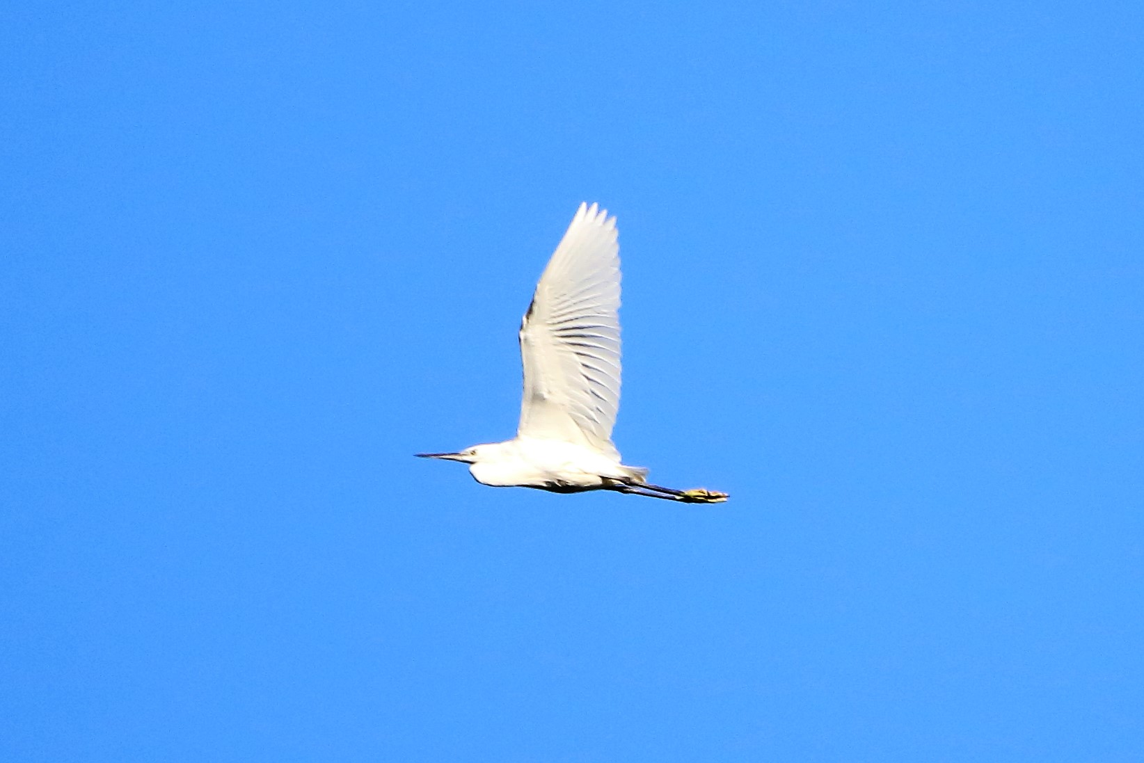 egret