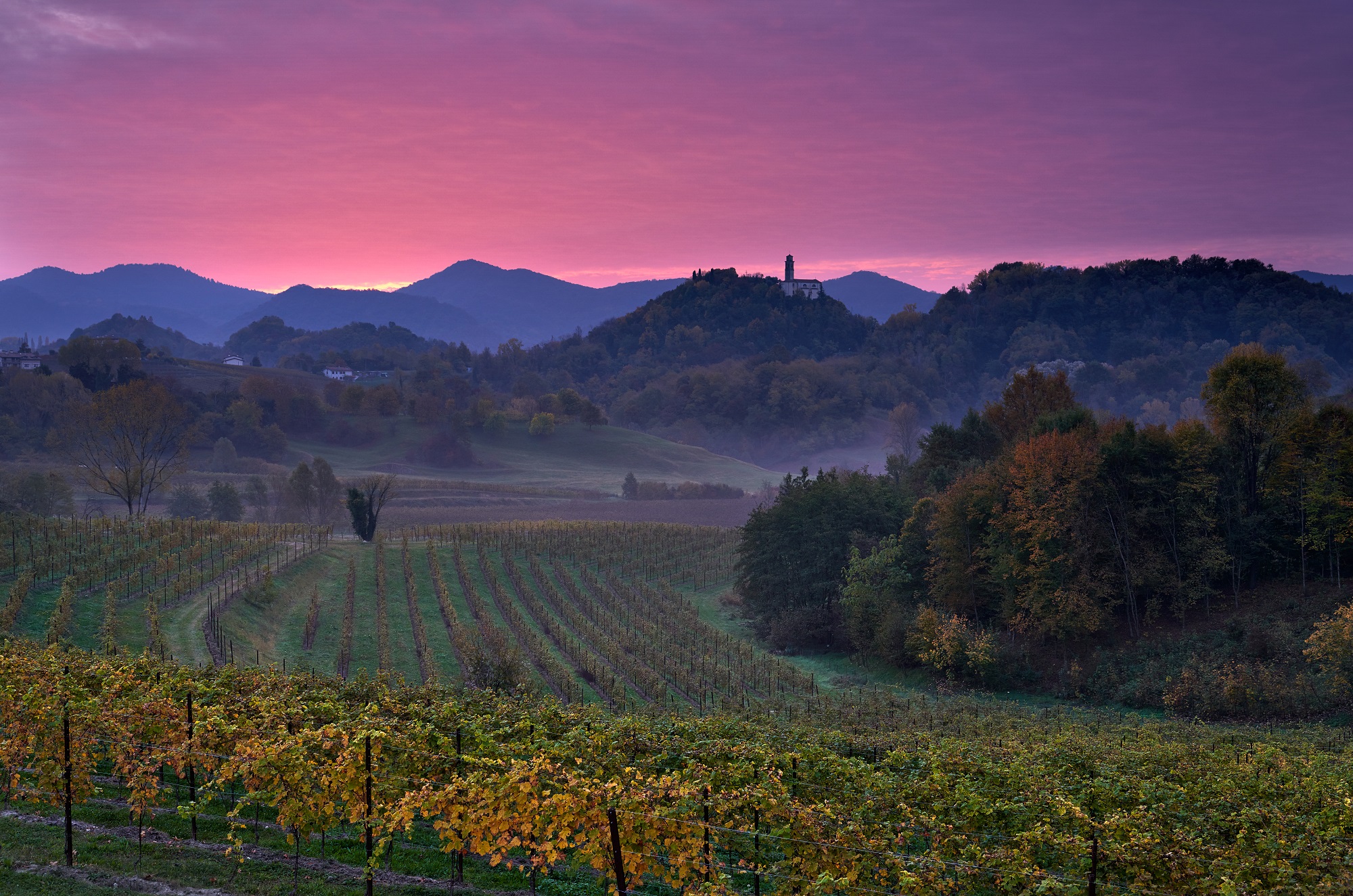 Il vigneto e la chiesetta