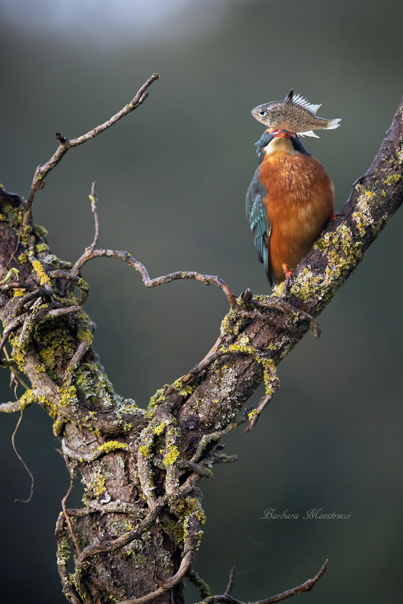 And don't say that the eye can't be seen!