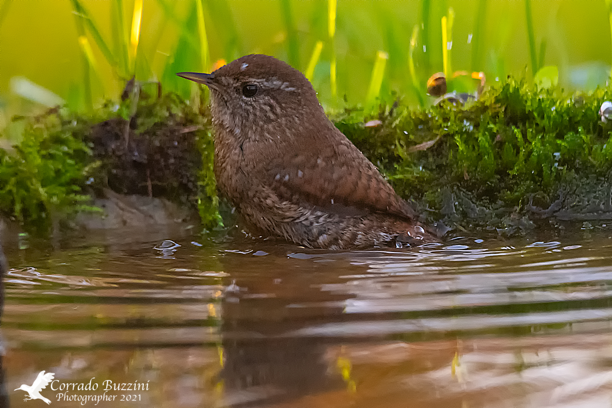 Wren bathing