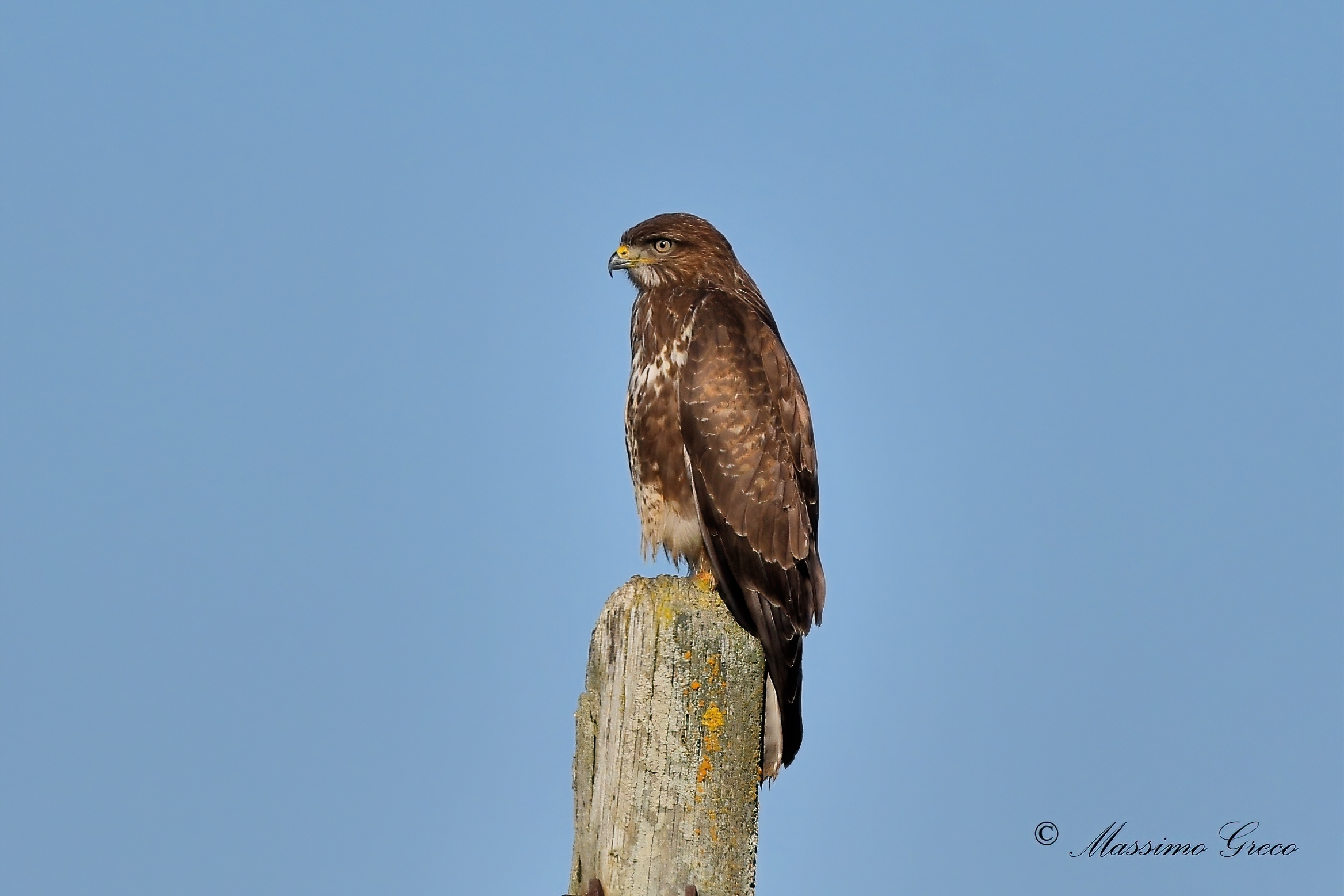 Poiana comune (Buteo buteo)