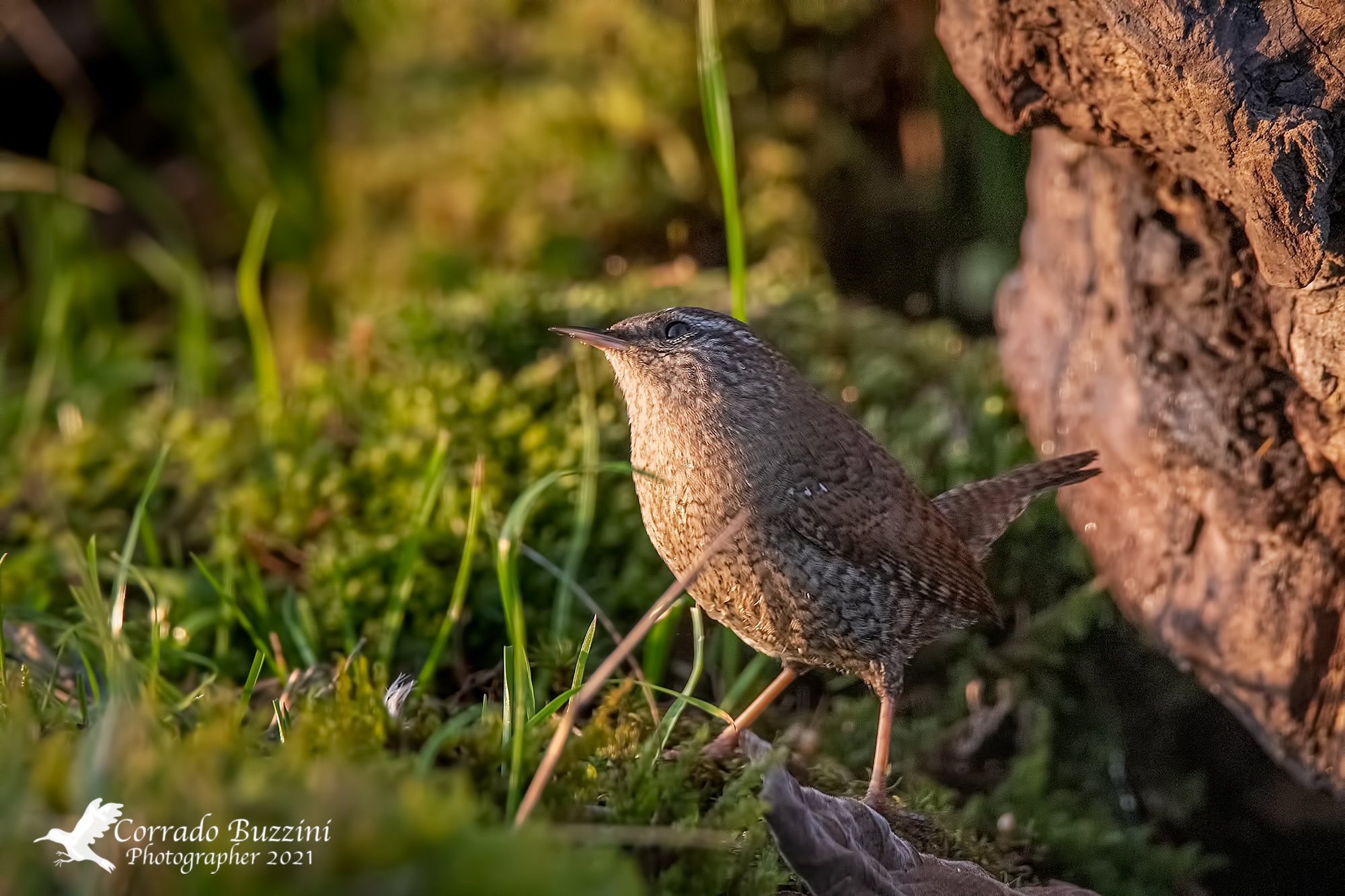 Wren