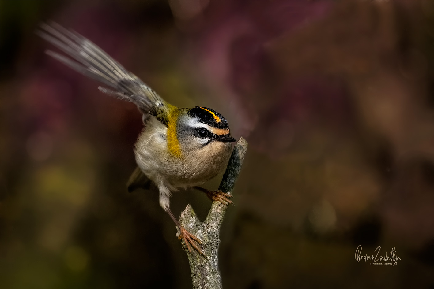 Firecrest