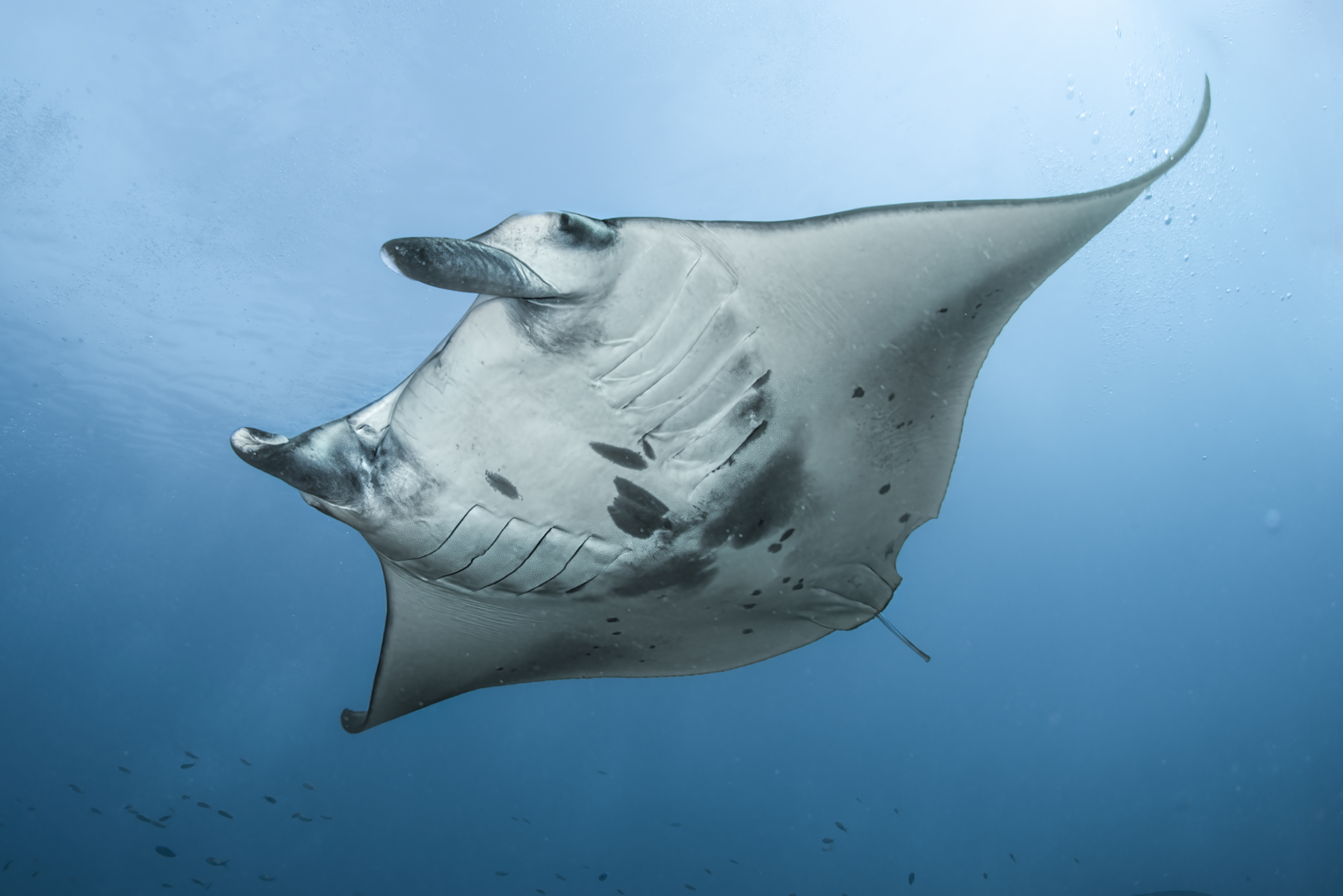 la manta ray  la regina dei mari
