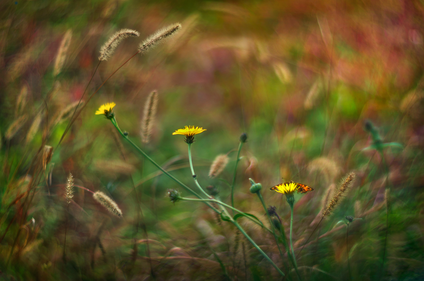 Summer of San Martino