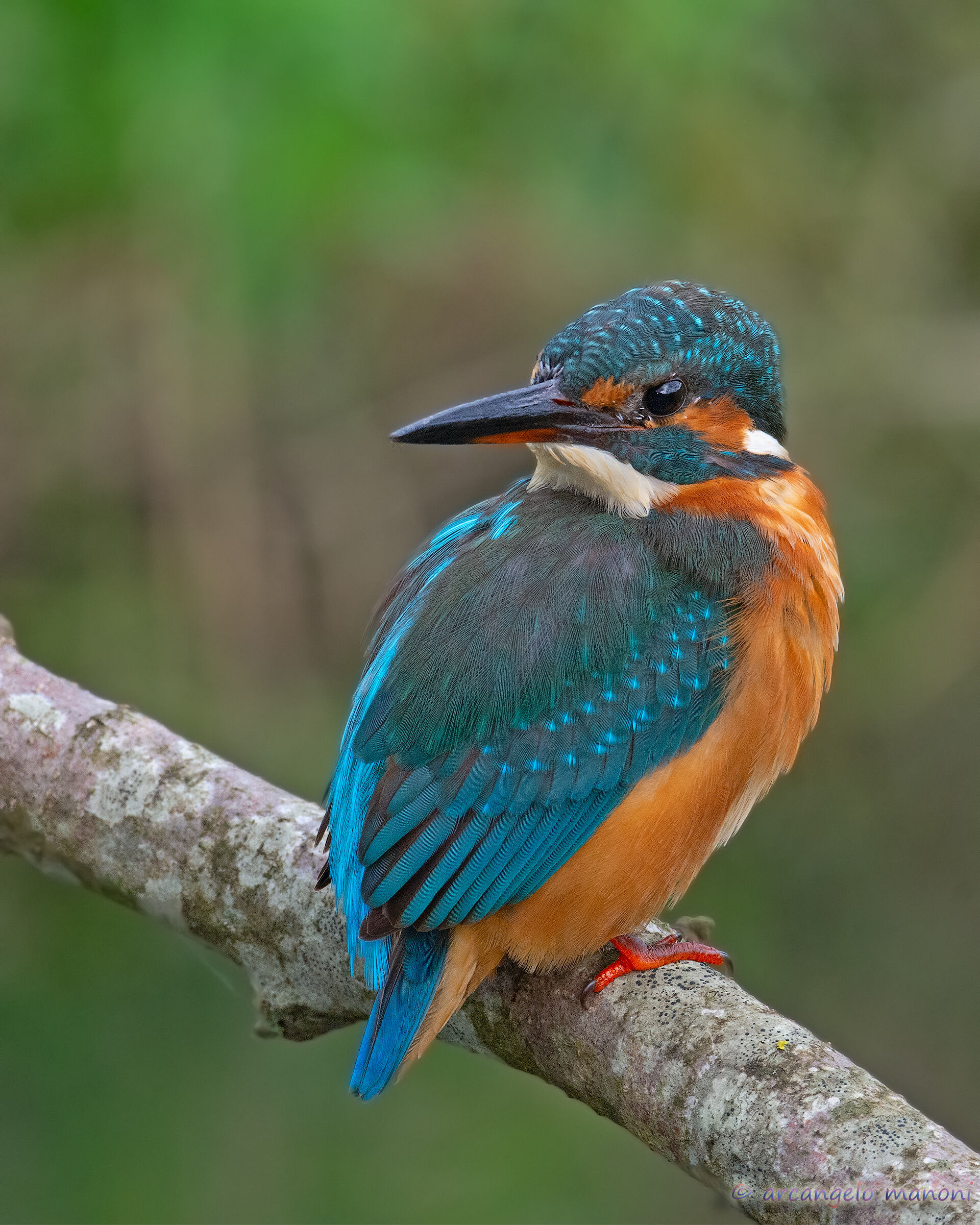 Martina torgicollo placeholder image