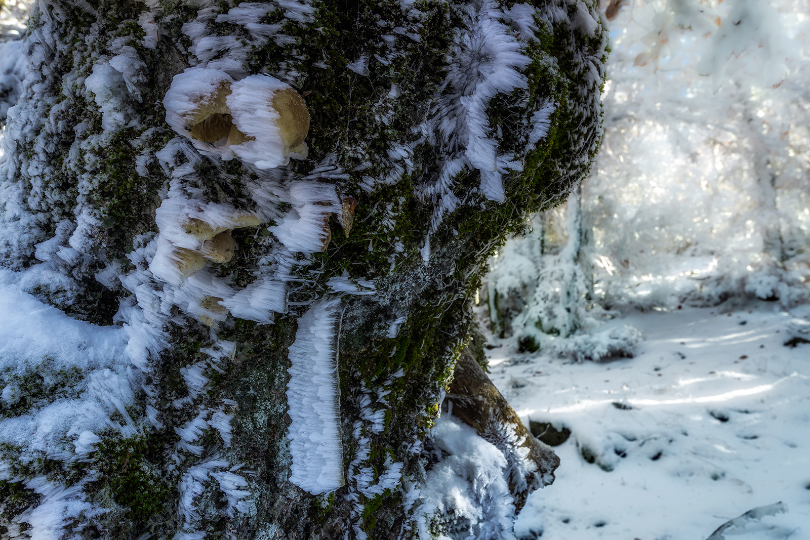 Oudemansiella mucida e neve