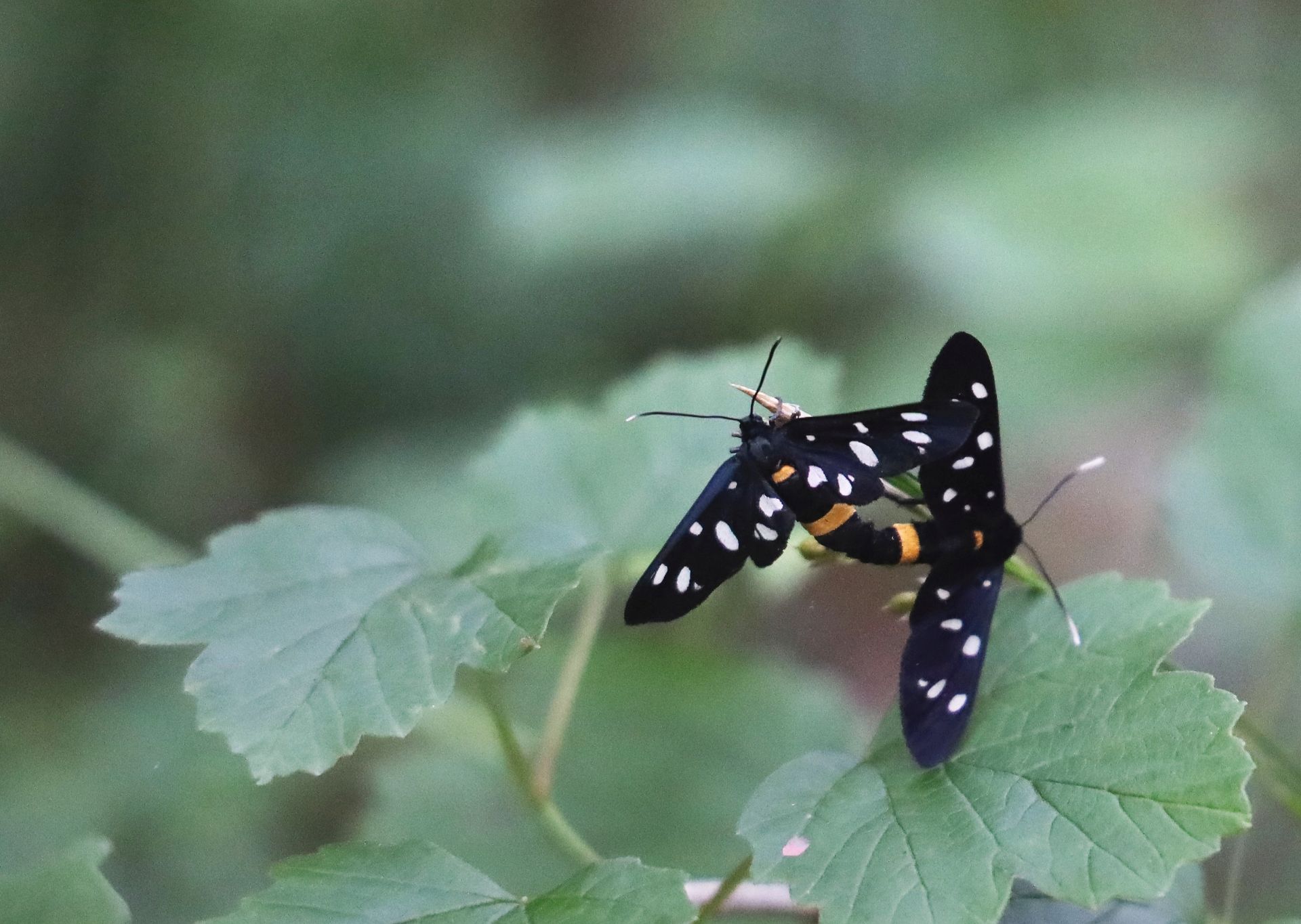 Beloved Phegea in love