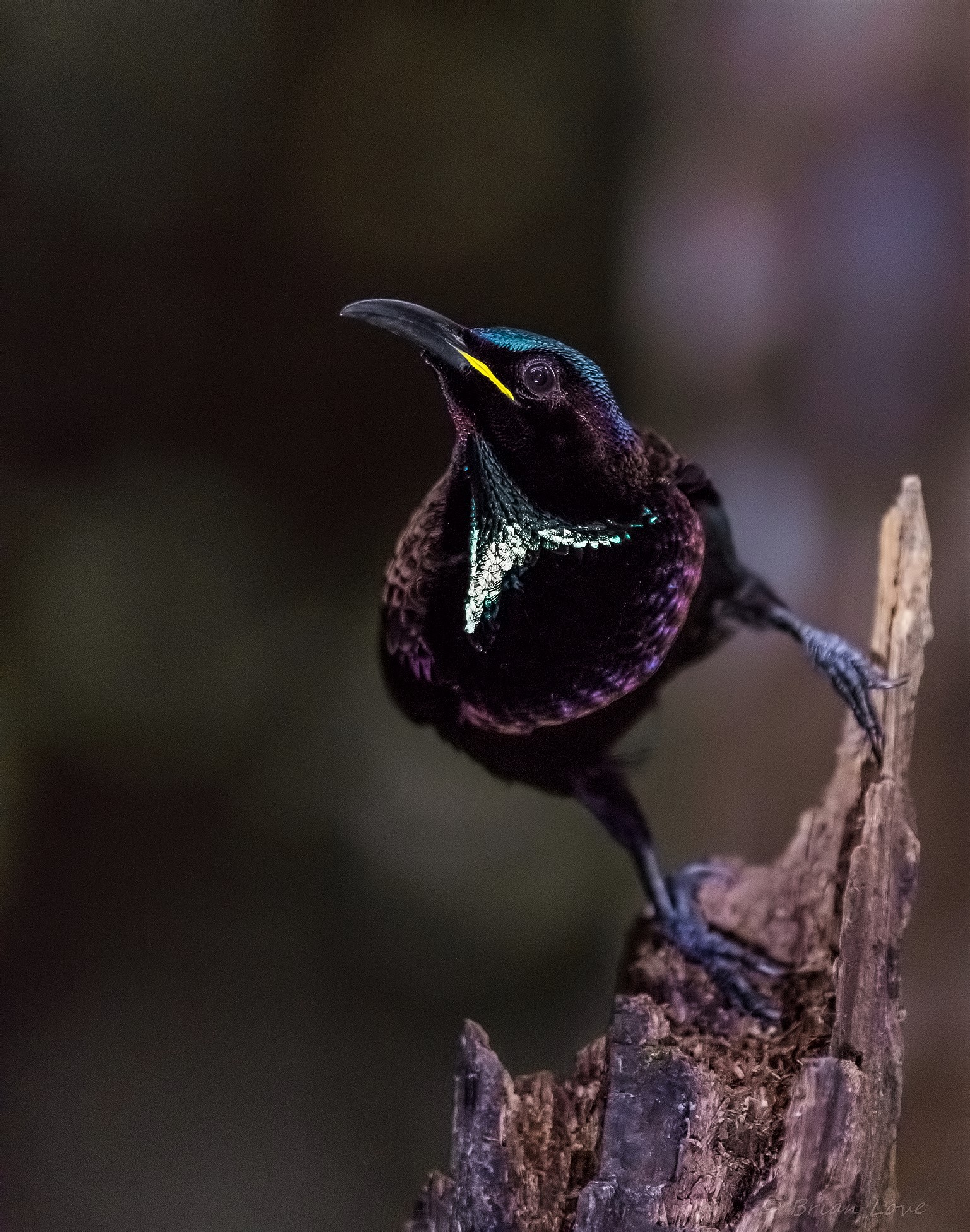 Victoria's riflebird (Lophorina victoriae) - Male