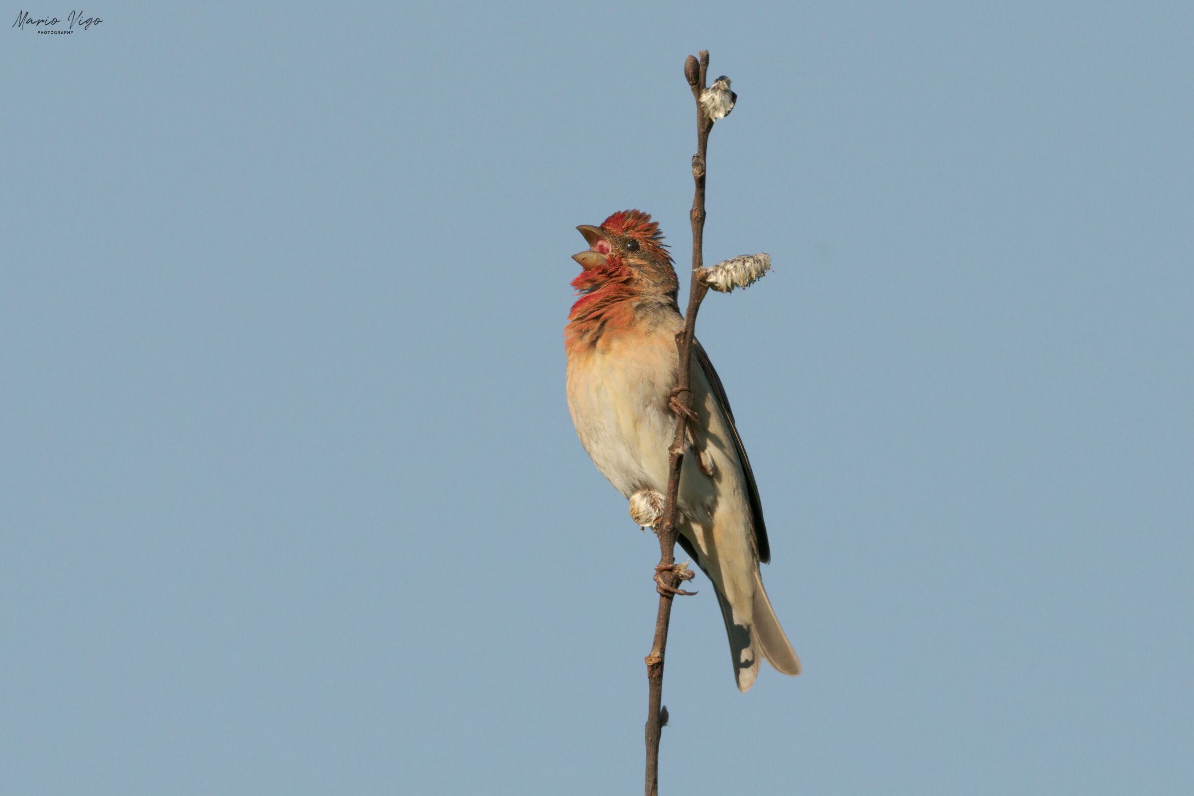 Ciuffolotto scarlatto