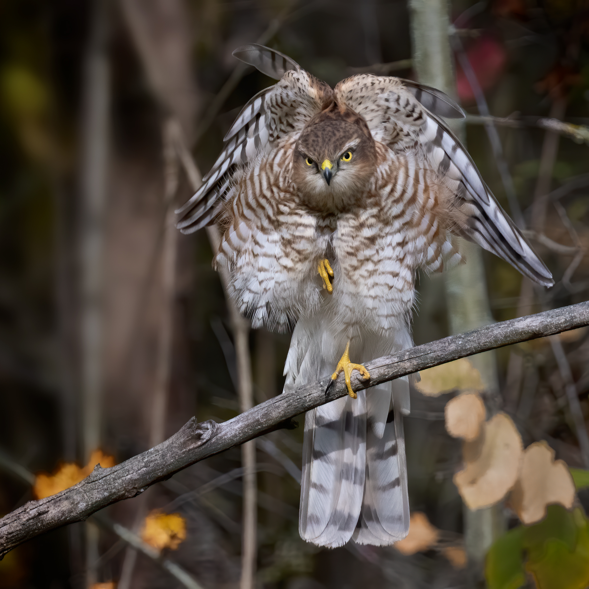 Sparviere &female; pronto all'attacco