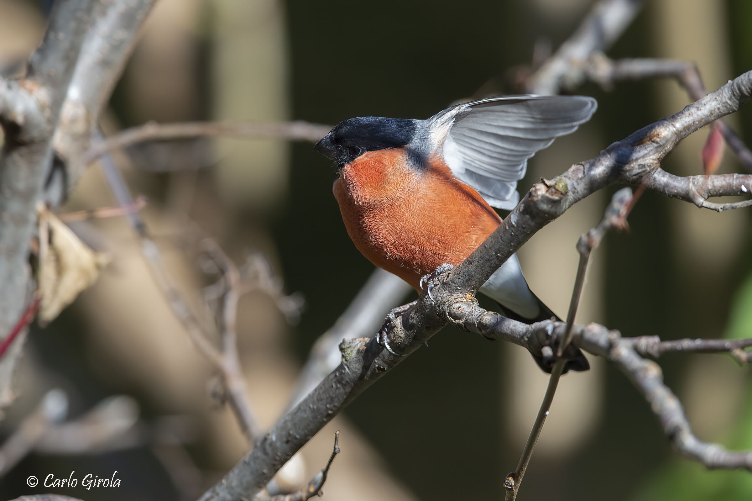 Ciuffolotto (Pyrrhula pyrrhula)