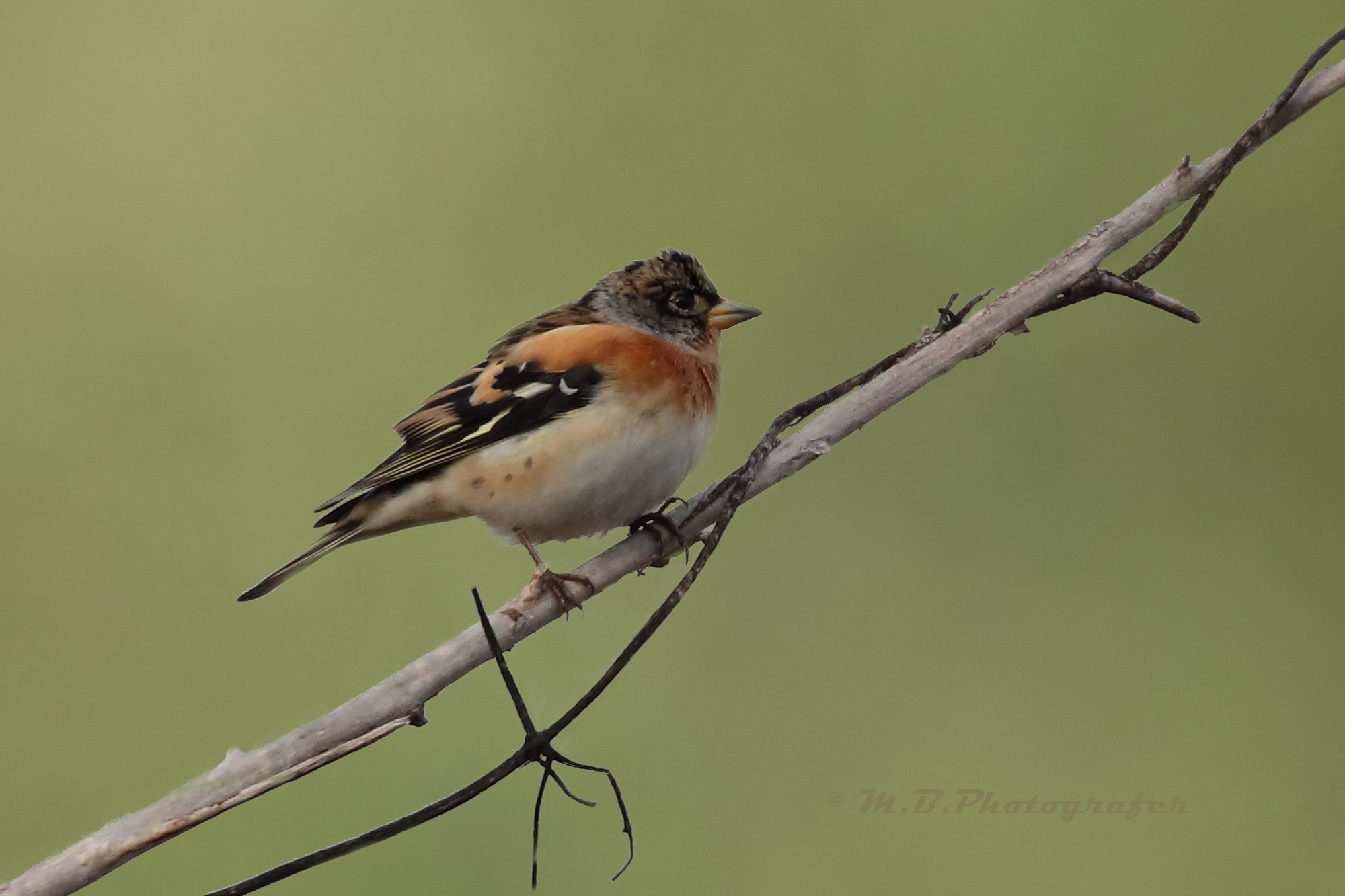 Brambling