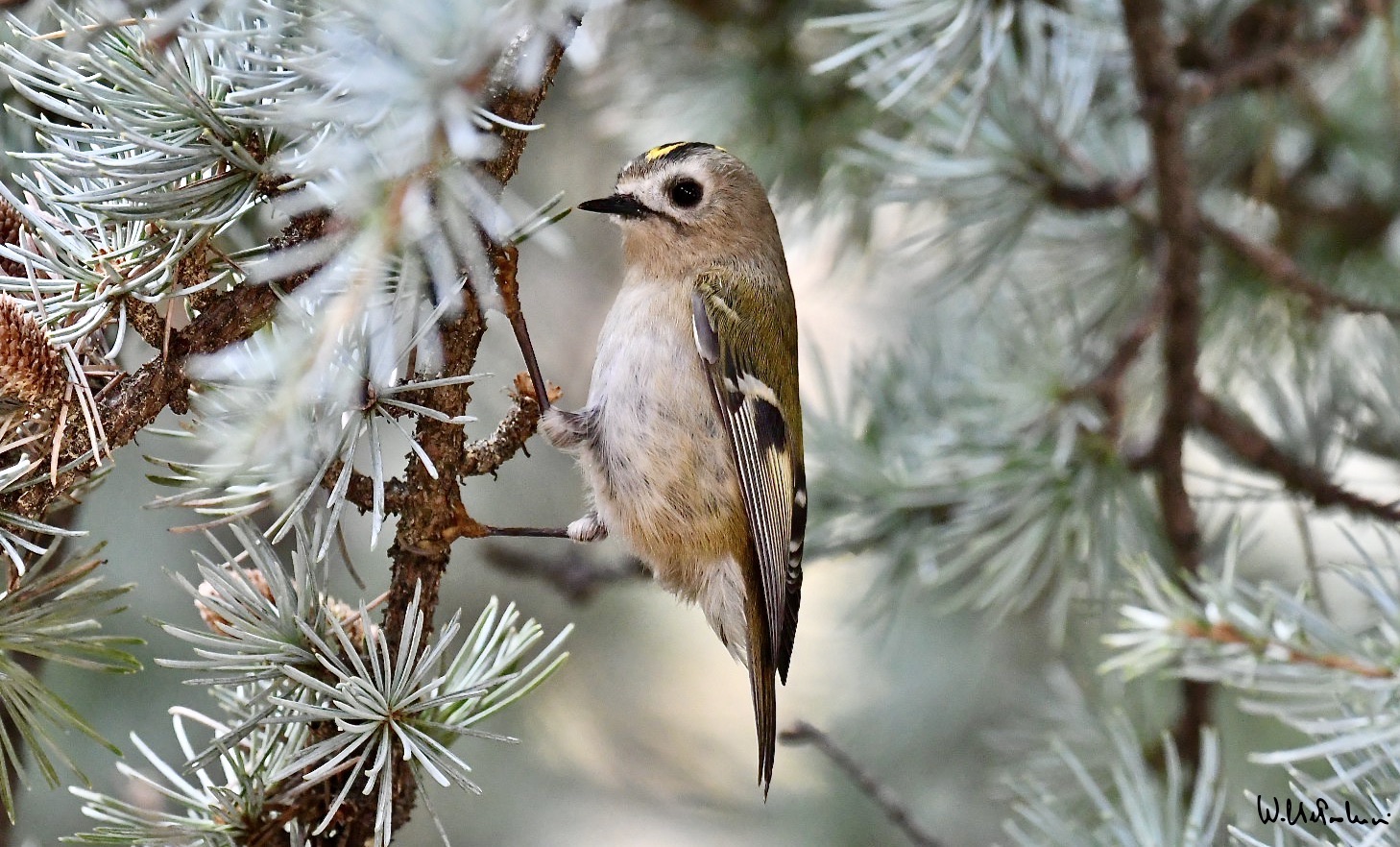 Fiorrancino female 1