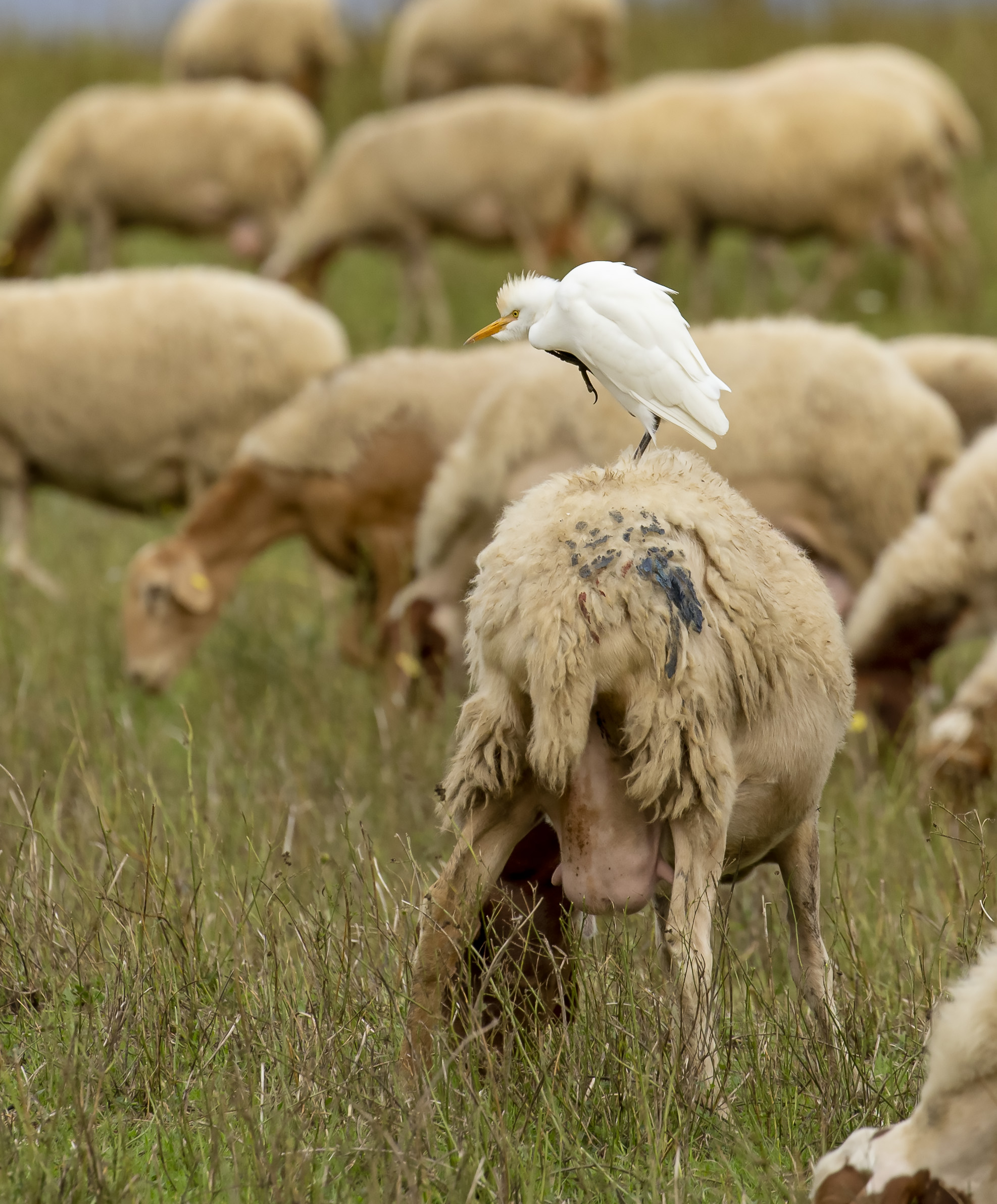 This an itch ( heron guardabuoi )