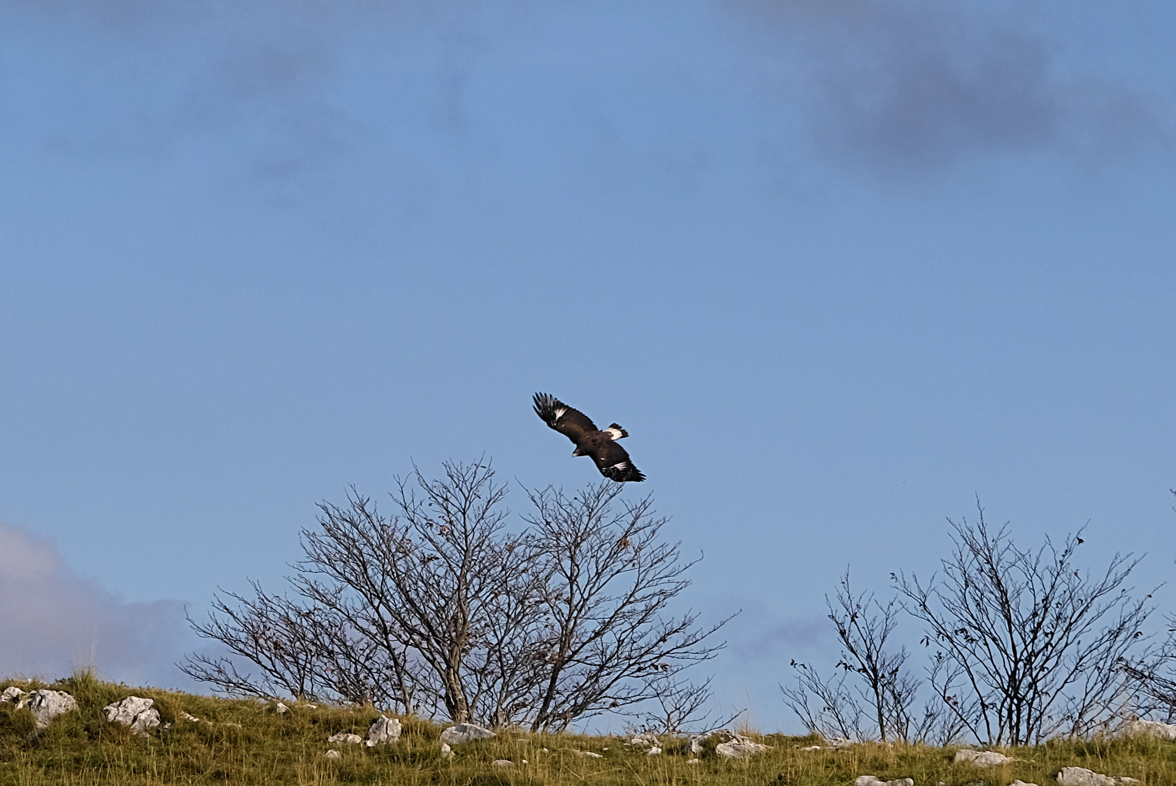 Aquila giovane ravvicinata
