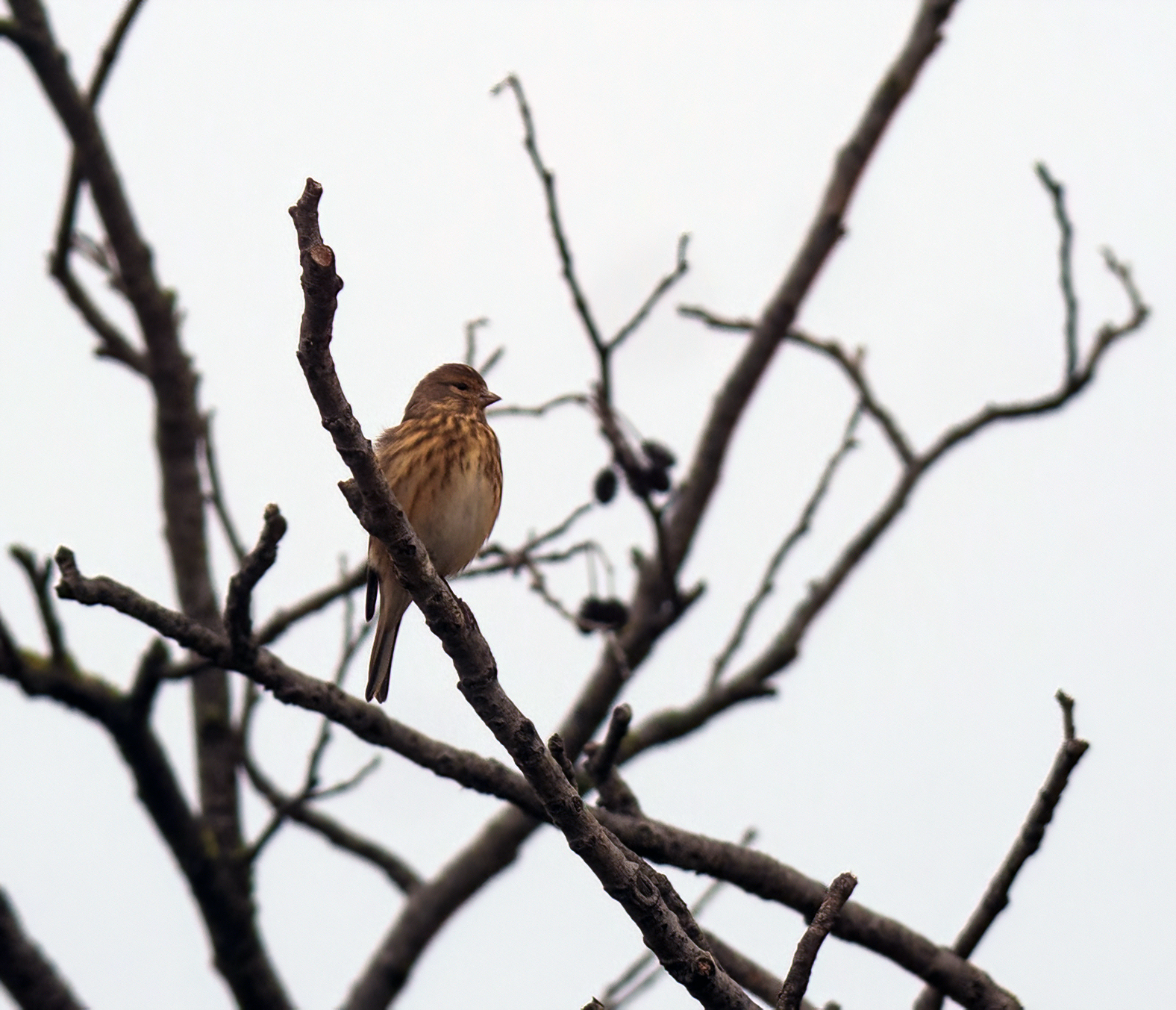 Il Fanello (Linaria cannabina)
