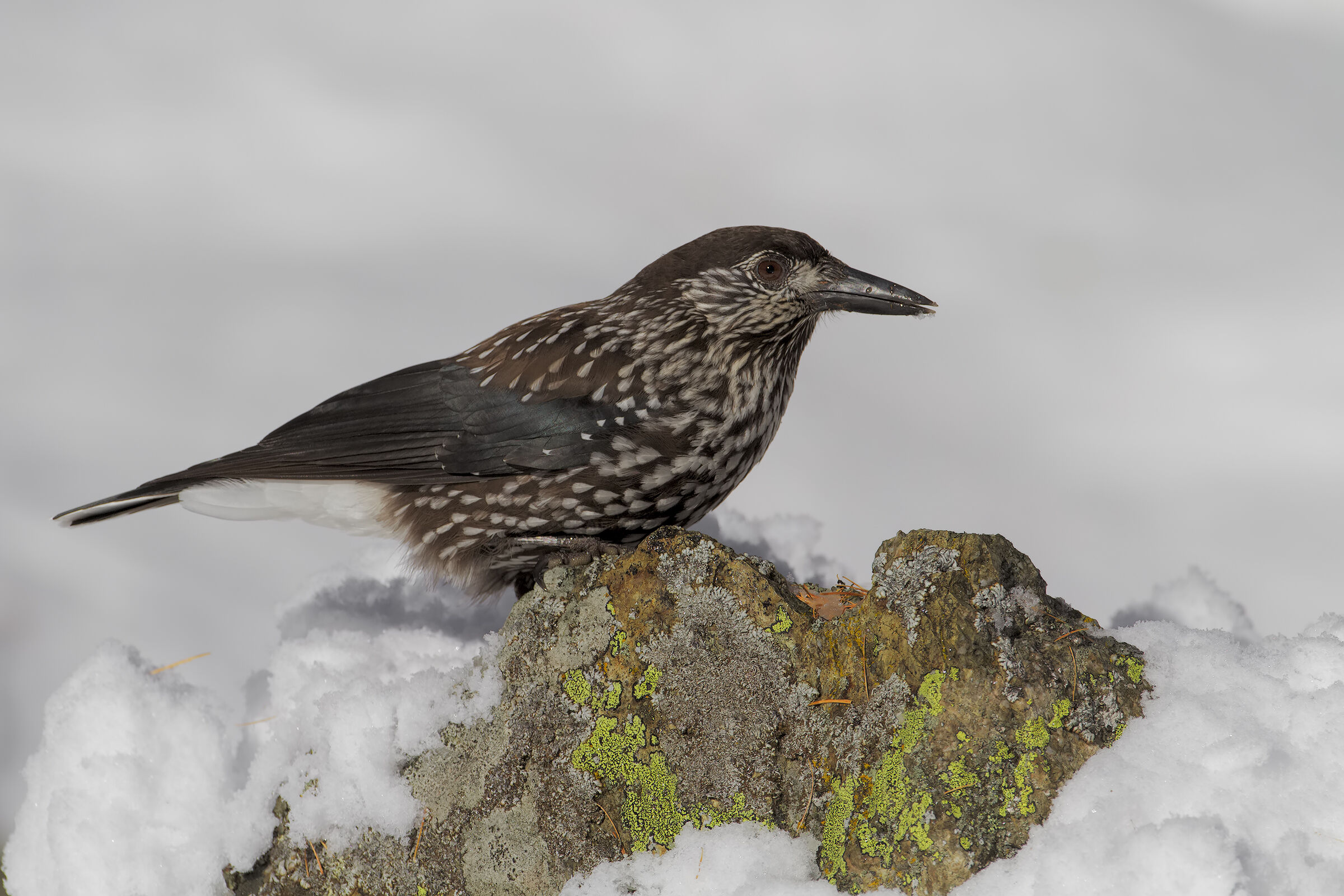Spotted nutcracker
