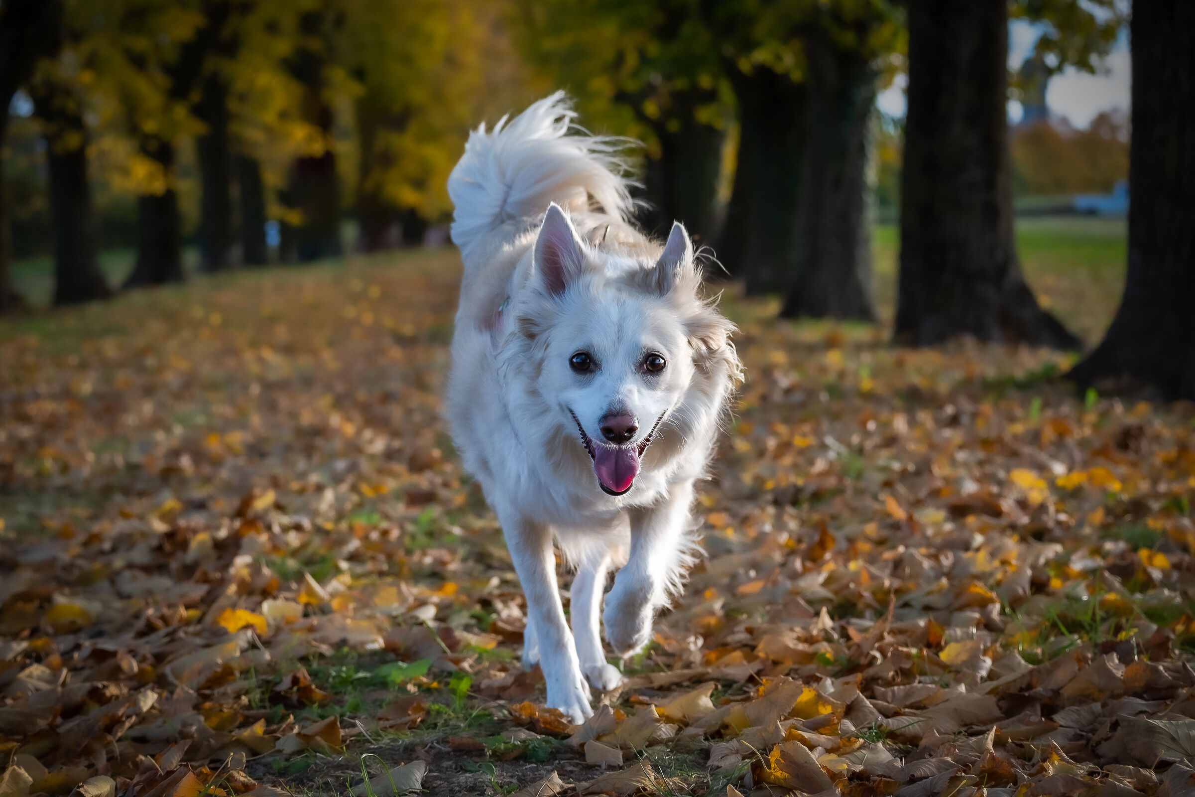 Walking in the woods