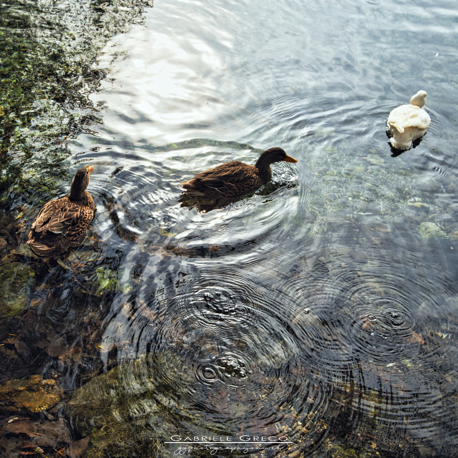 A spasso con Daisy...