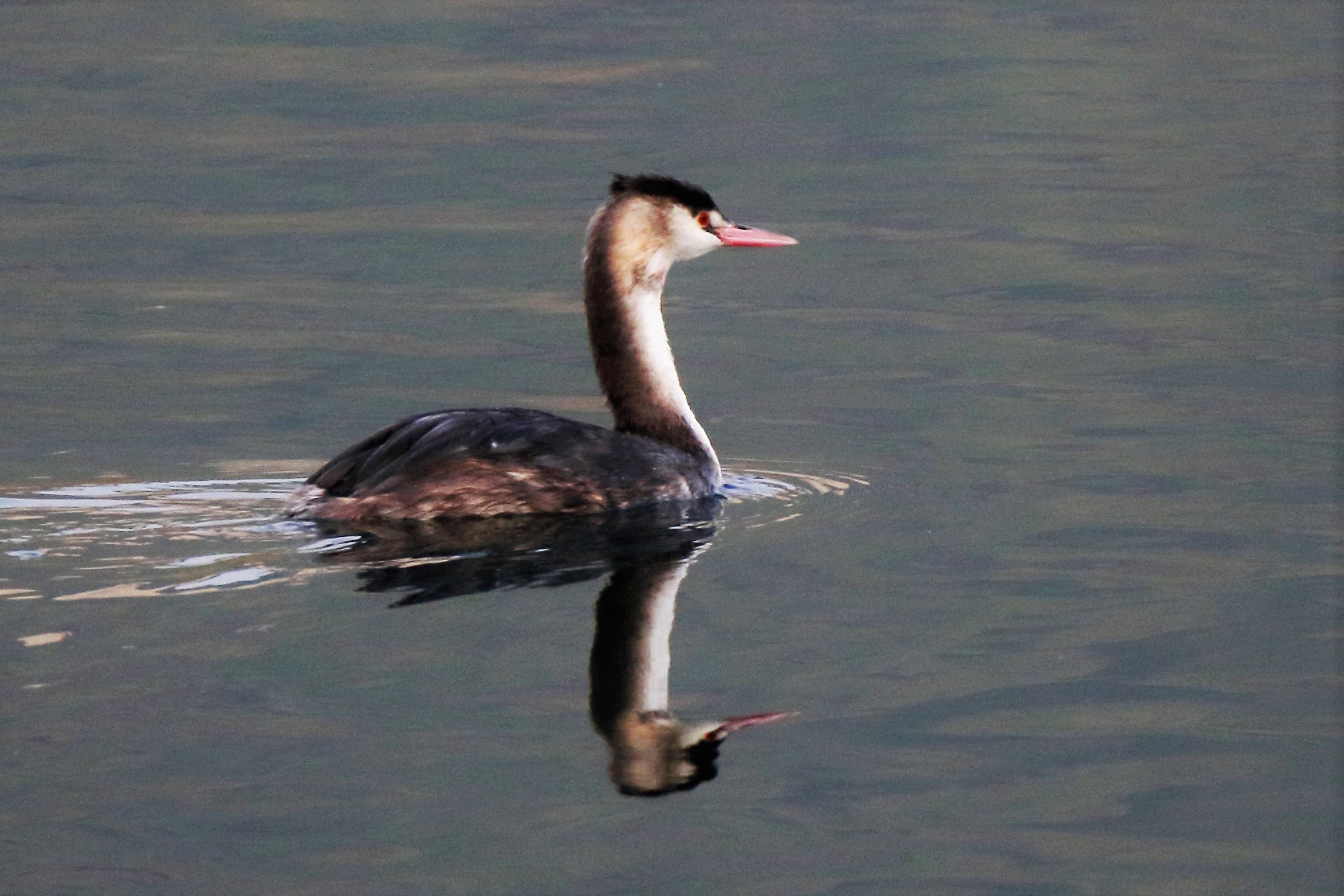 grebe