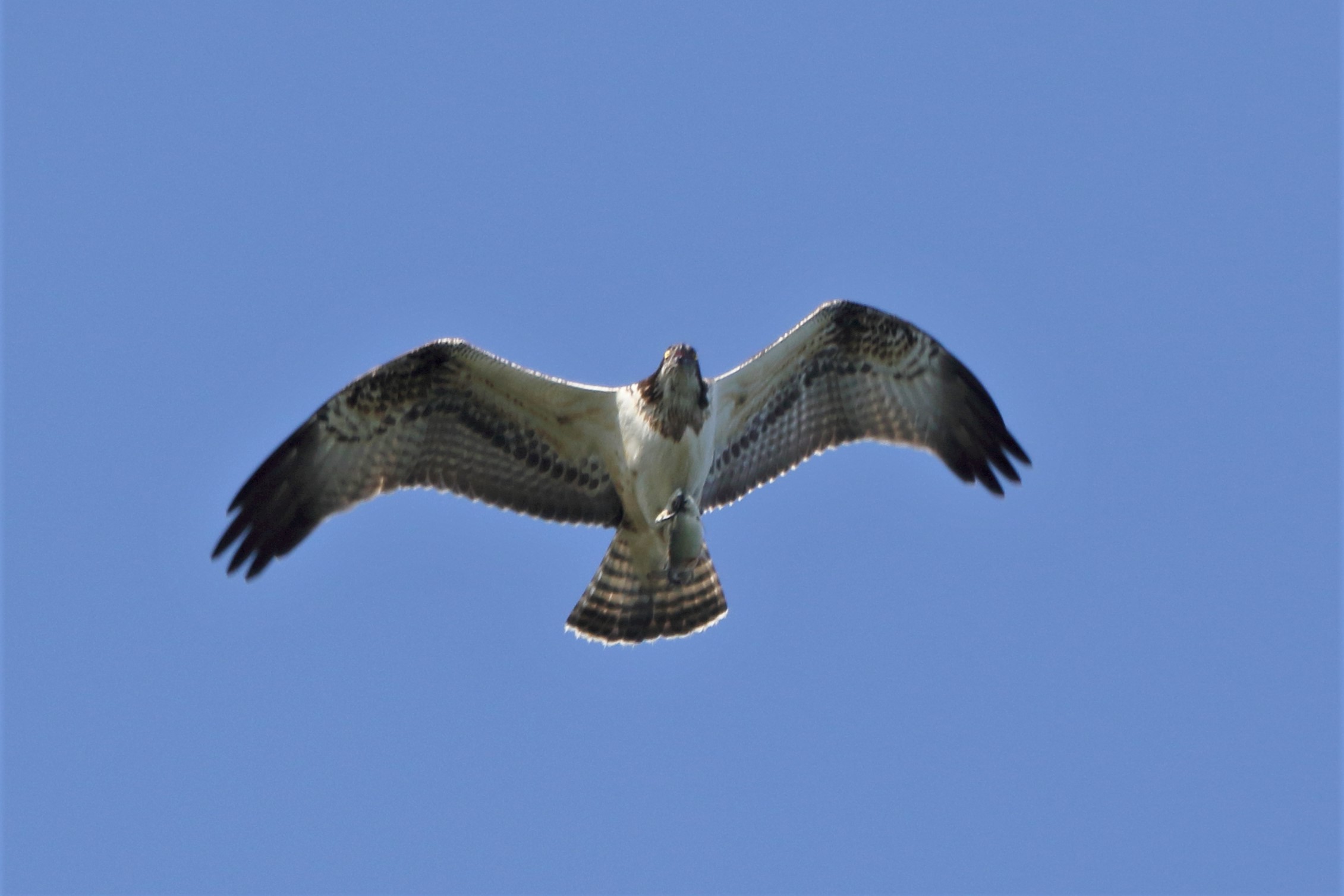 Osprey with prey 248