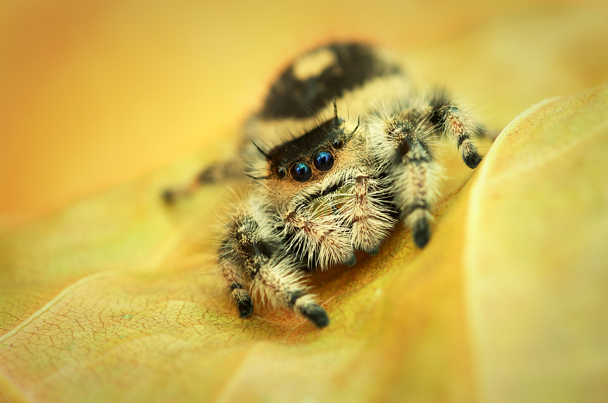 Phidippus regius apalachicola