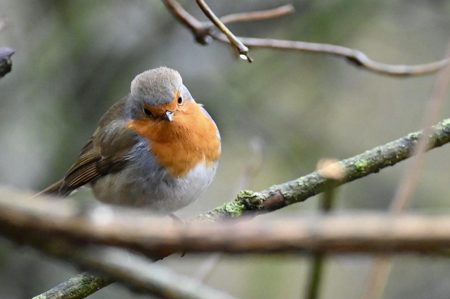 Robin