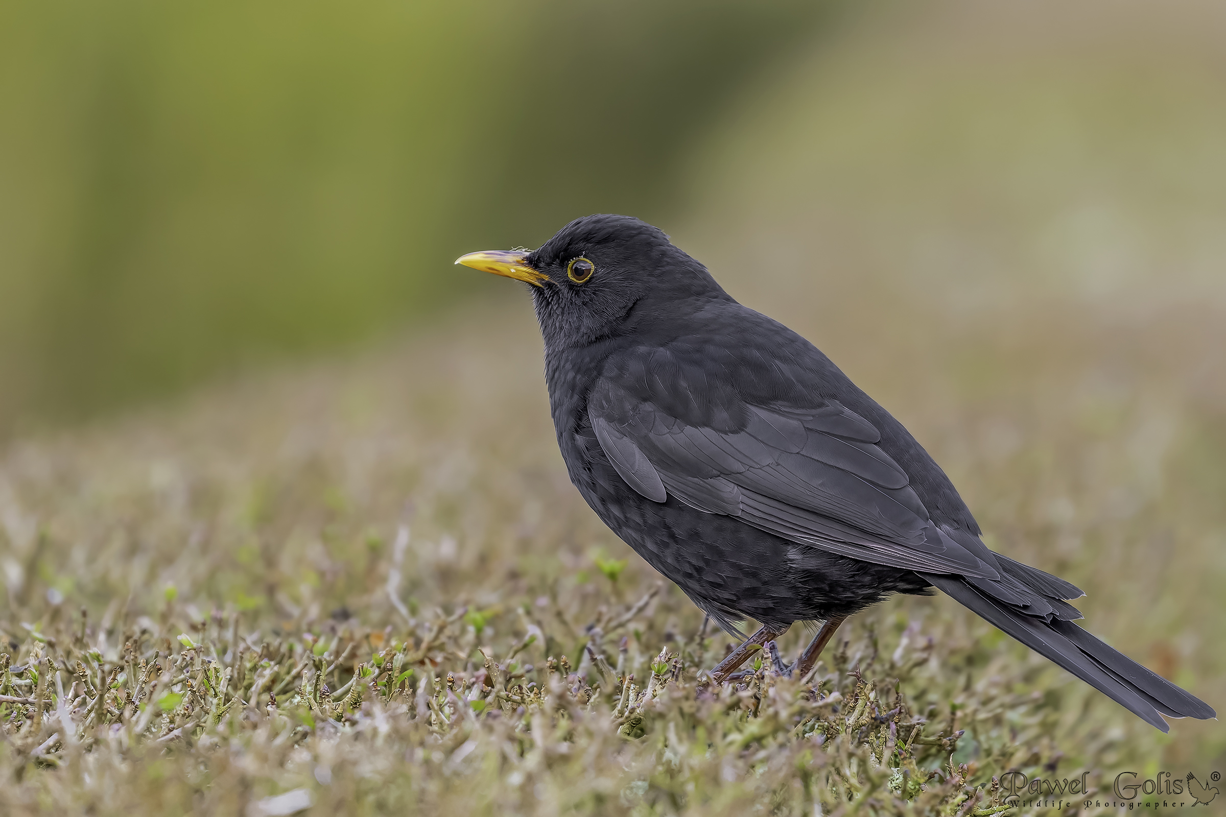 Merlo comune (Turdus merula)