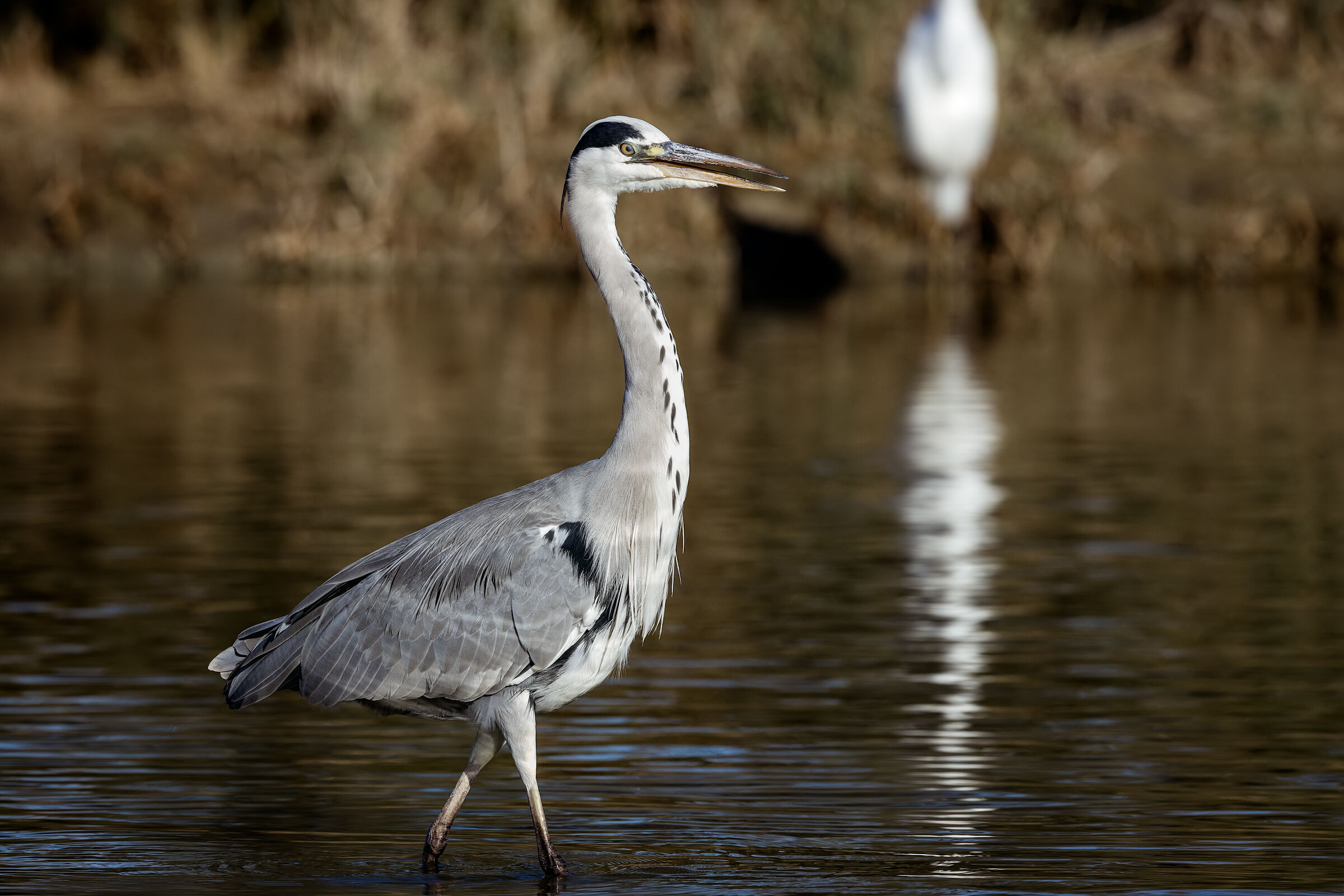 Grey heron n.4