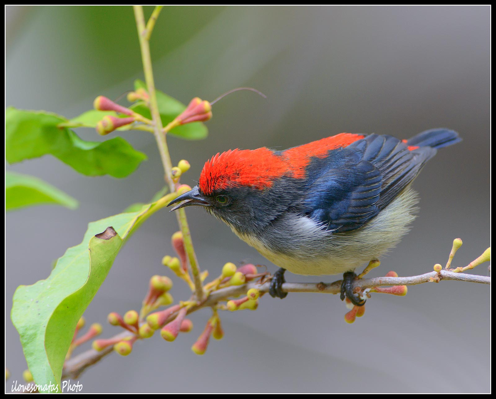 Scarlet-backed Flowerpecker