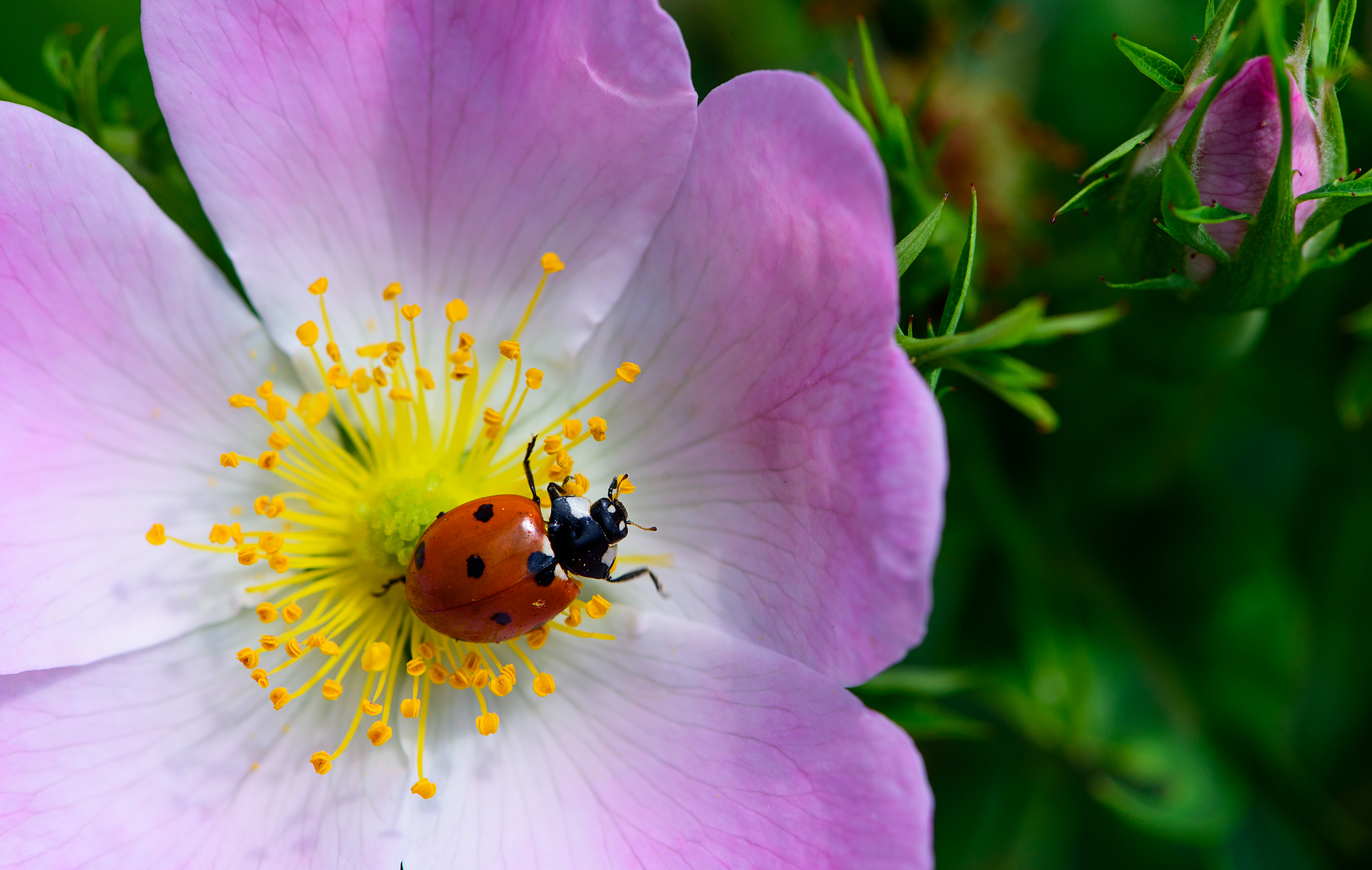 ....... su Rosa canina  !!