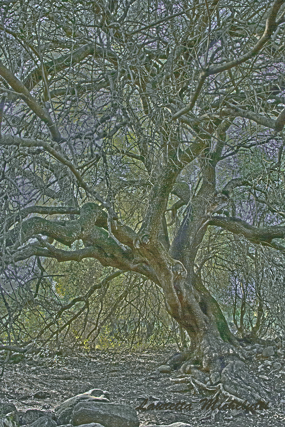 the tree