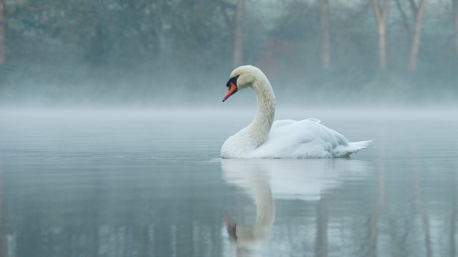 cigno nella nebbia